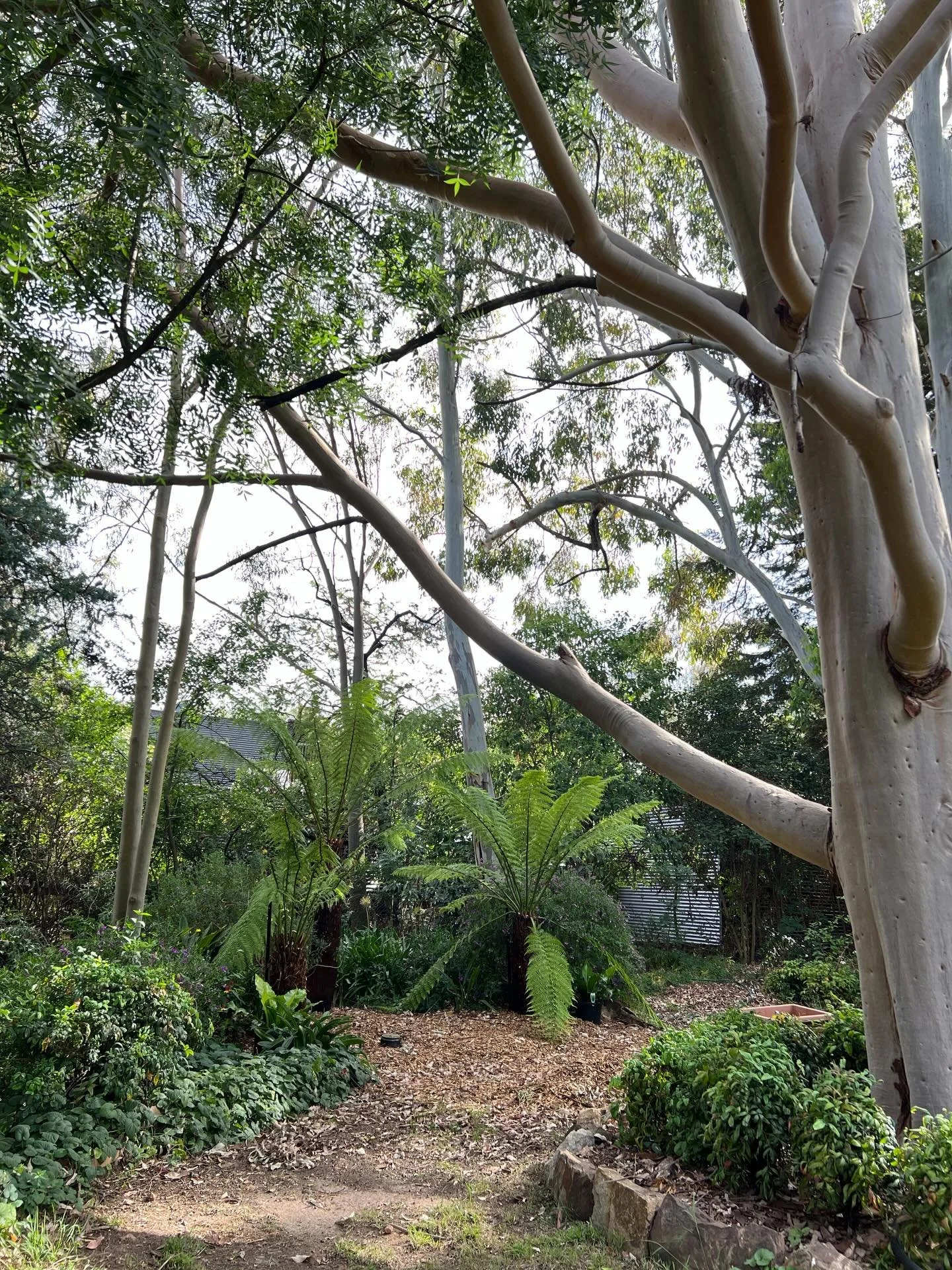 Creating new garden spaces / rooms&hellip; from this little corner you can see down to the river and back across the front garden so I wanted to create a &lsquo;nook&rsquo; to sit, ponder and relax under the canopy of the gums. In September for Fathe