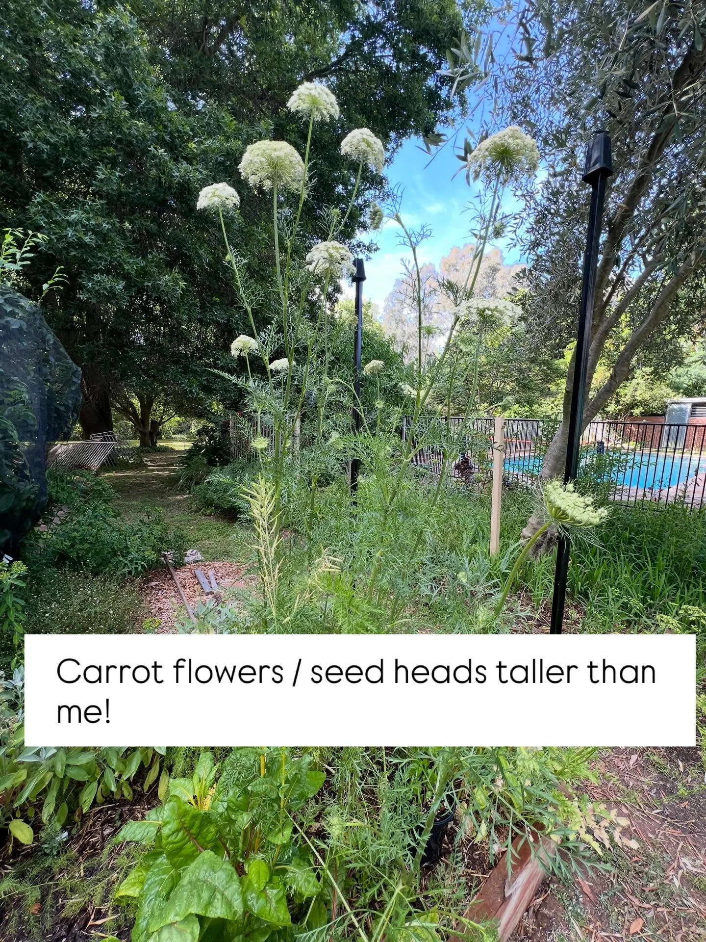The veggie patch is in full swing. More photos to share soon now many of the seedlings are in the ground. Swipe to see some of the updates and my fab little helpers. The potato experiment @yatesgardening and @thediggersclub ? So far a success!!! (See