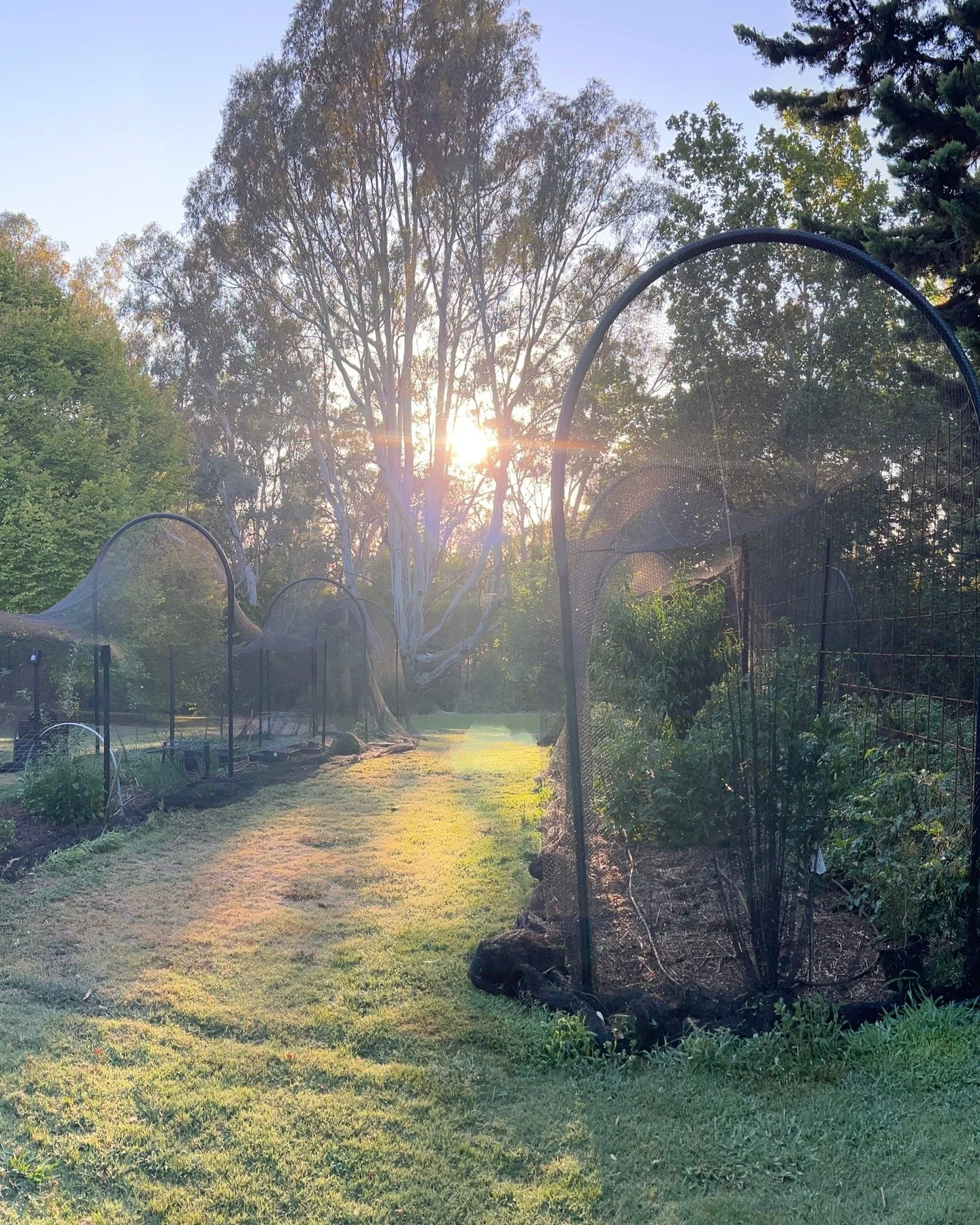 Good morning from The Garden on Grant. 🍃💚

I'm finding it's currently the best time to garden - the air is cool, you can hear the birds more than the cicadas, and we're preparing for our events launching here next week. 

It's my time with the gard