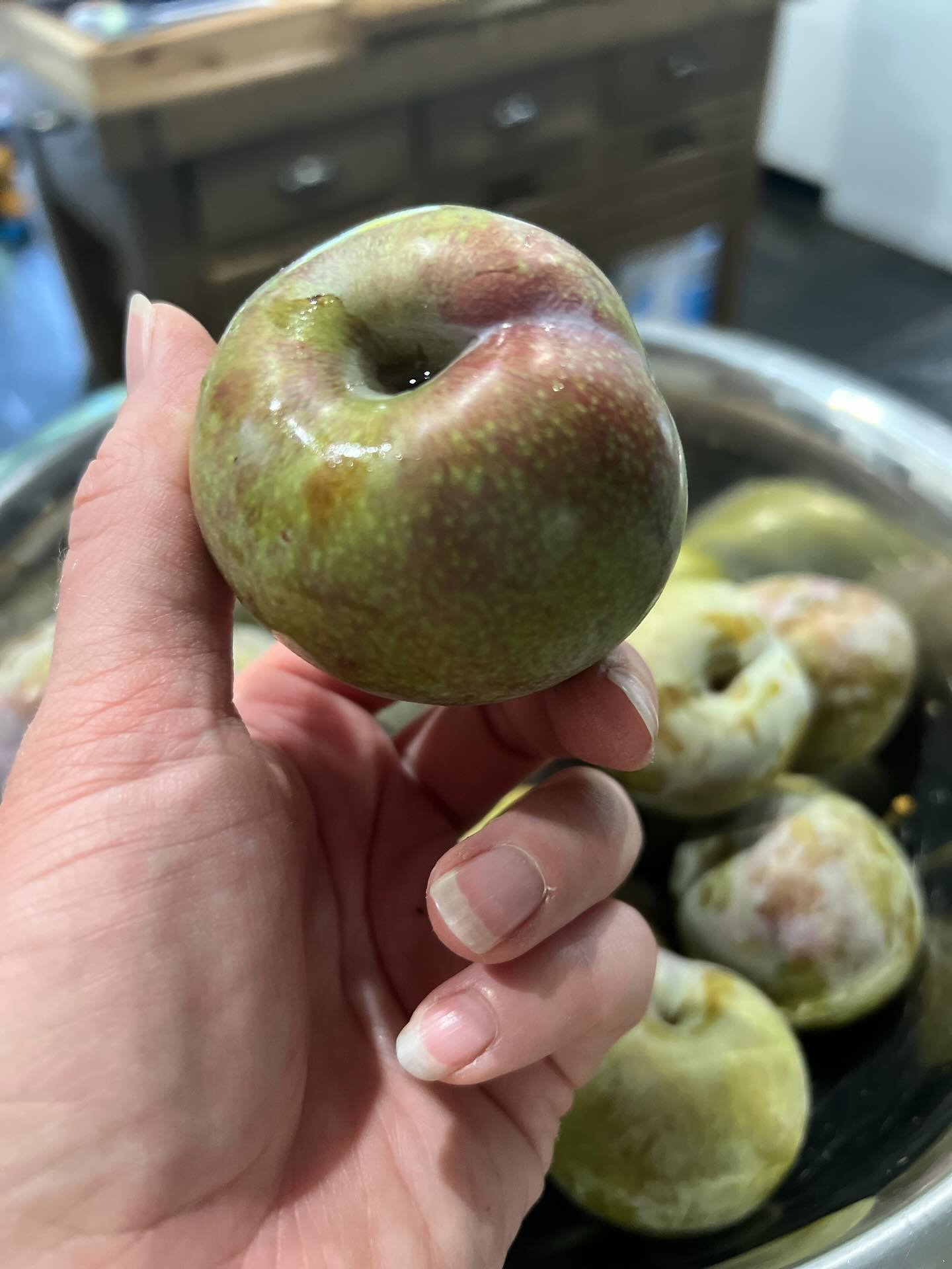 Rarely do I design a garden without edible trees! Maybe this is why? Straight off the tree. Crunchy. Sweet. Absolutely delicious. Blood plums. The best I have ever tasted! I&rsquo;ll take some pics of the tree to show the light espalier I did this ye