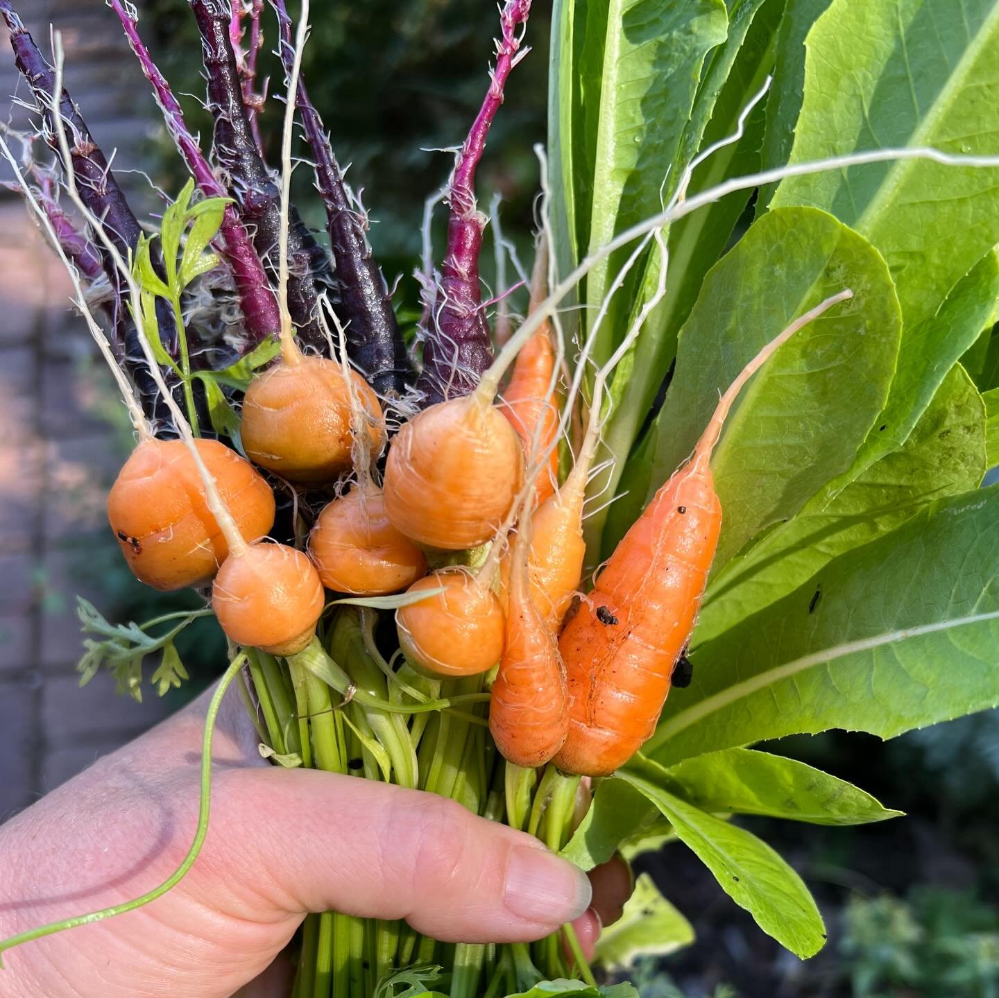 Raised garden beds are fantastic as they&rsquo;re so accessible. I over plant mine as you can see! Carrots. Capsicums. Herbs. Celtuce. Lettuce. Marigolds. The ones from @vegepod that I&rsquo;ve been trialling are a great height, easy to top up, the b