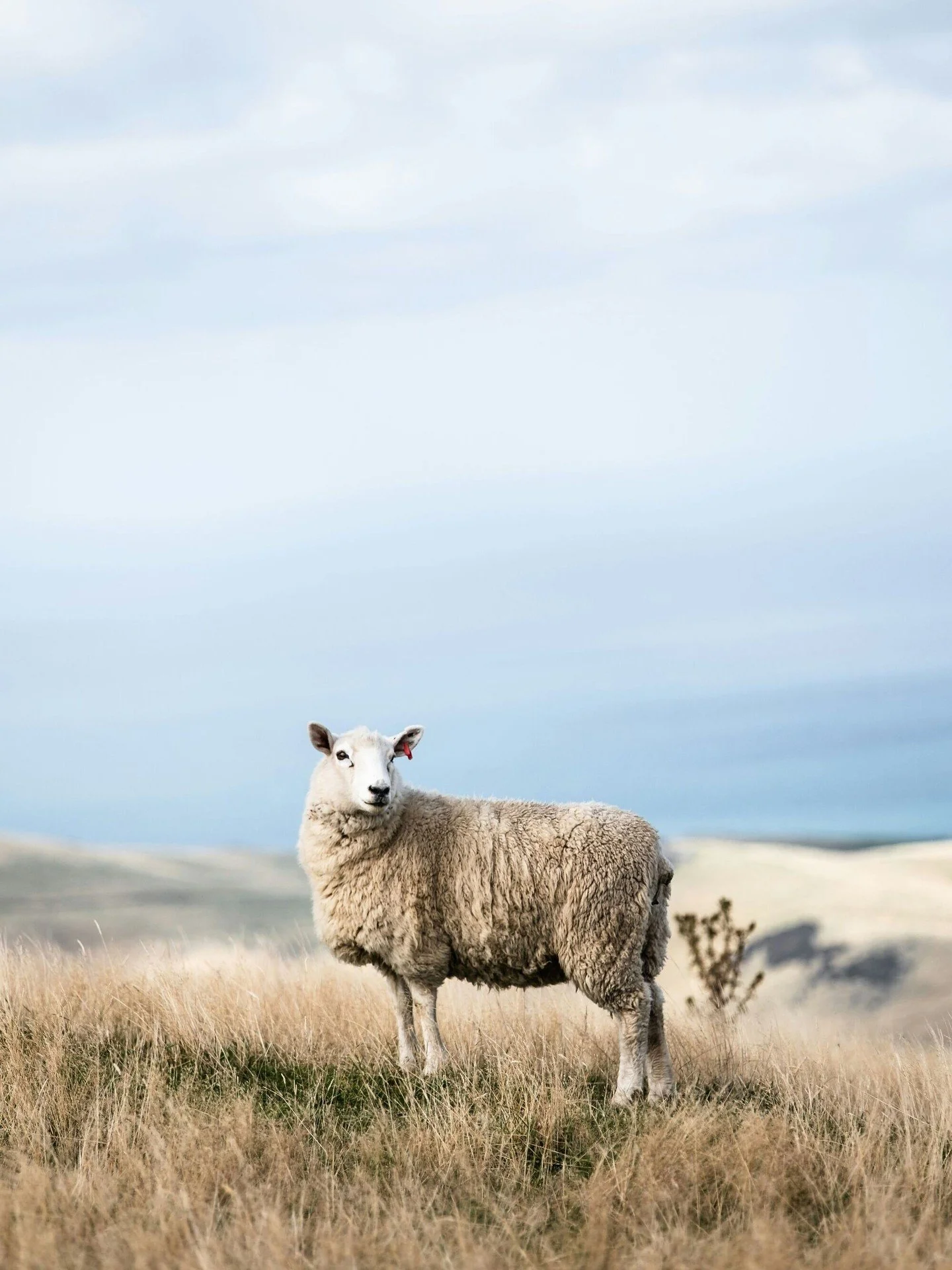 Jesus tells of a good shepherd leaving 99 sheep to find the one that is lost.

Meanwhile, the sheep crested a hill and found green pasture. Grass cooled its hooves. Clover sweetened the air. It grazed slowly and peacefully while wind combed its wool.
