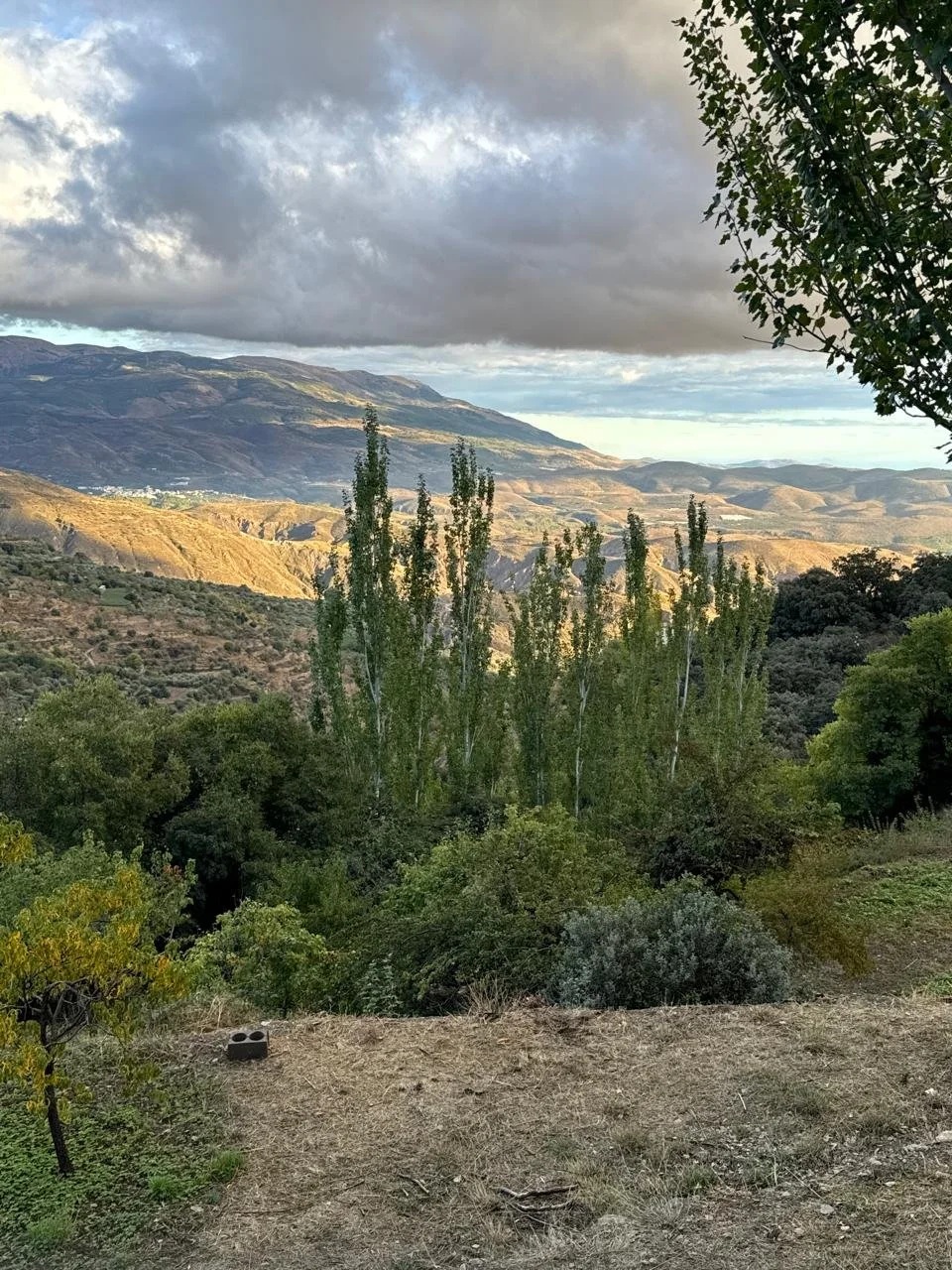 WhatsApp Image 2025-01-21 at 10.04.05 AM.jpeg