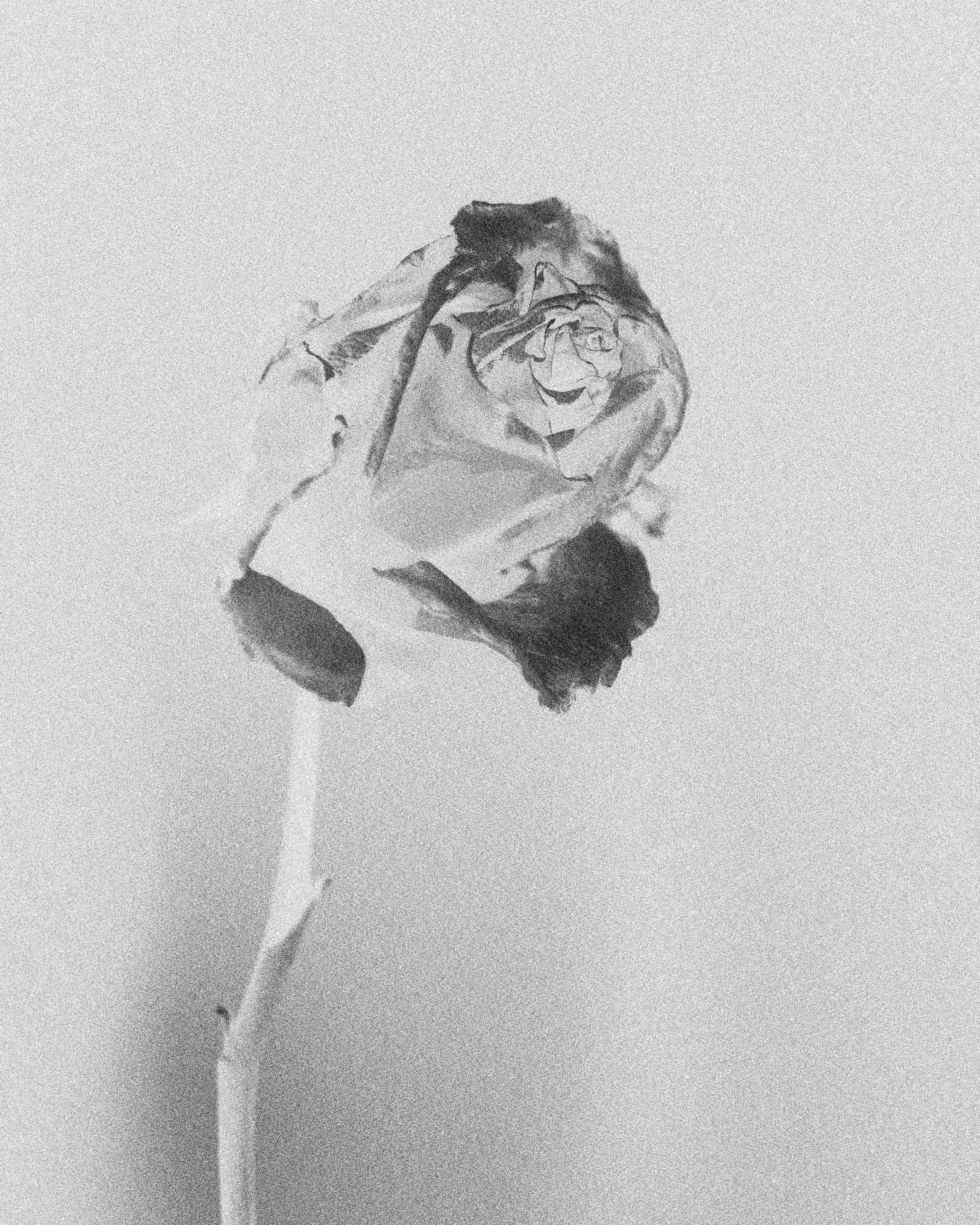 IMG01_InvertedRose copy.jpg