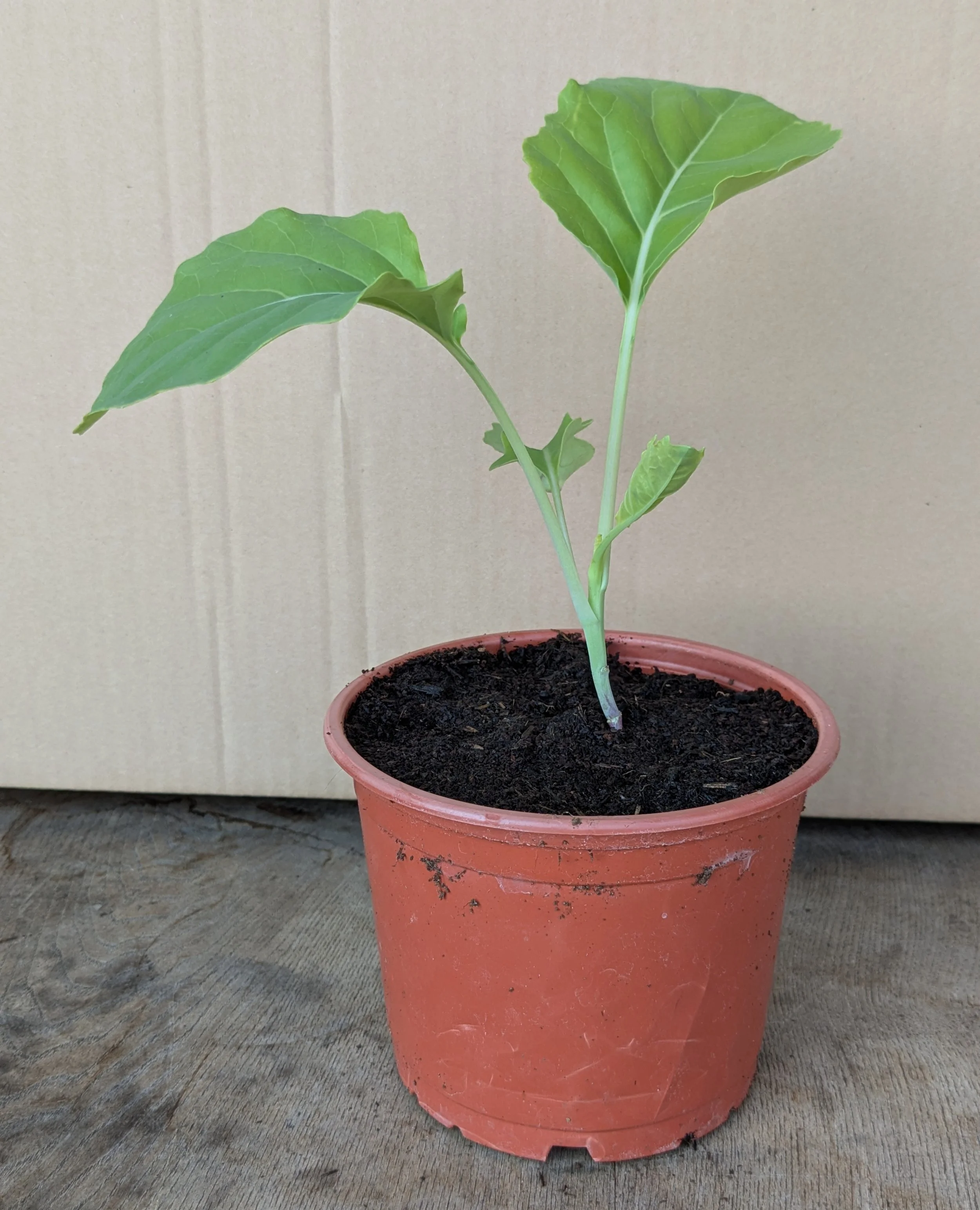 Asturian Kale - 13 cm pot - Organic