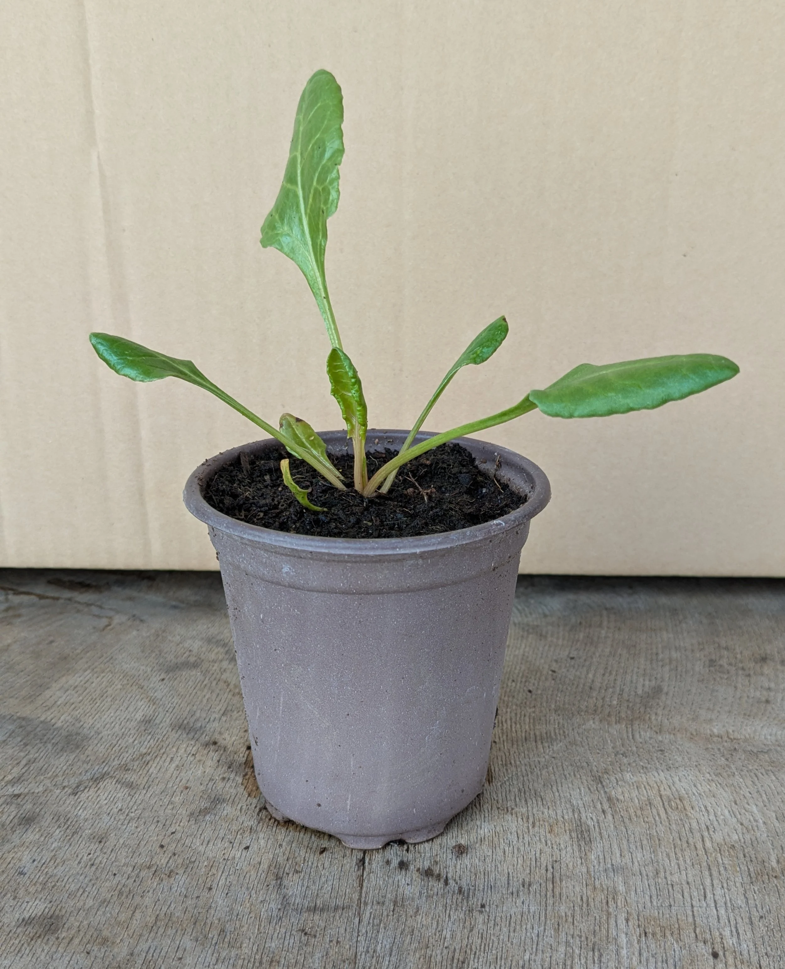 Sea Beet