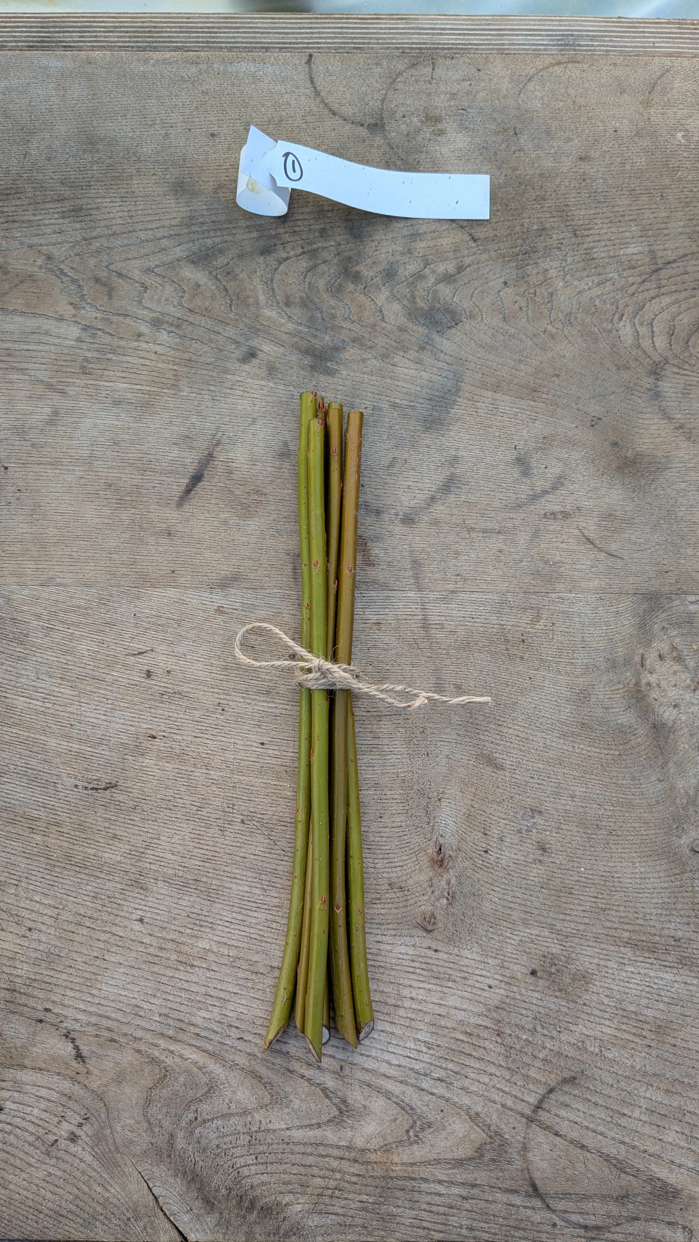 6 x Organic Basketry Willow Cuttings - Variety 'Harrison's Green'