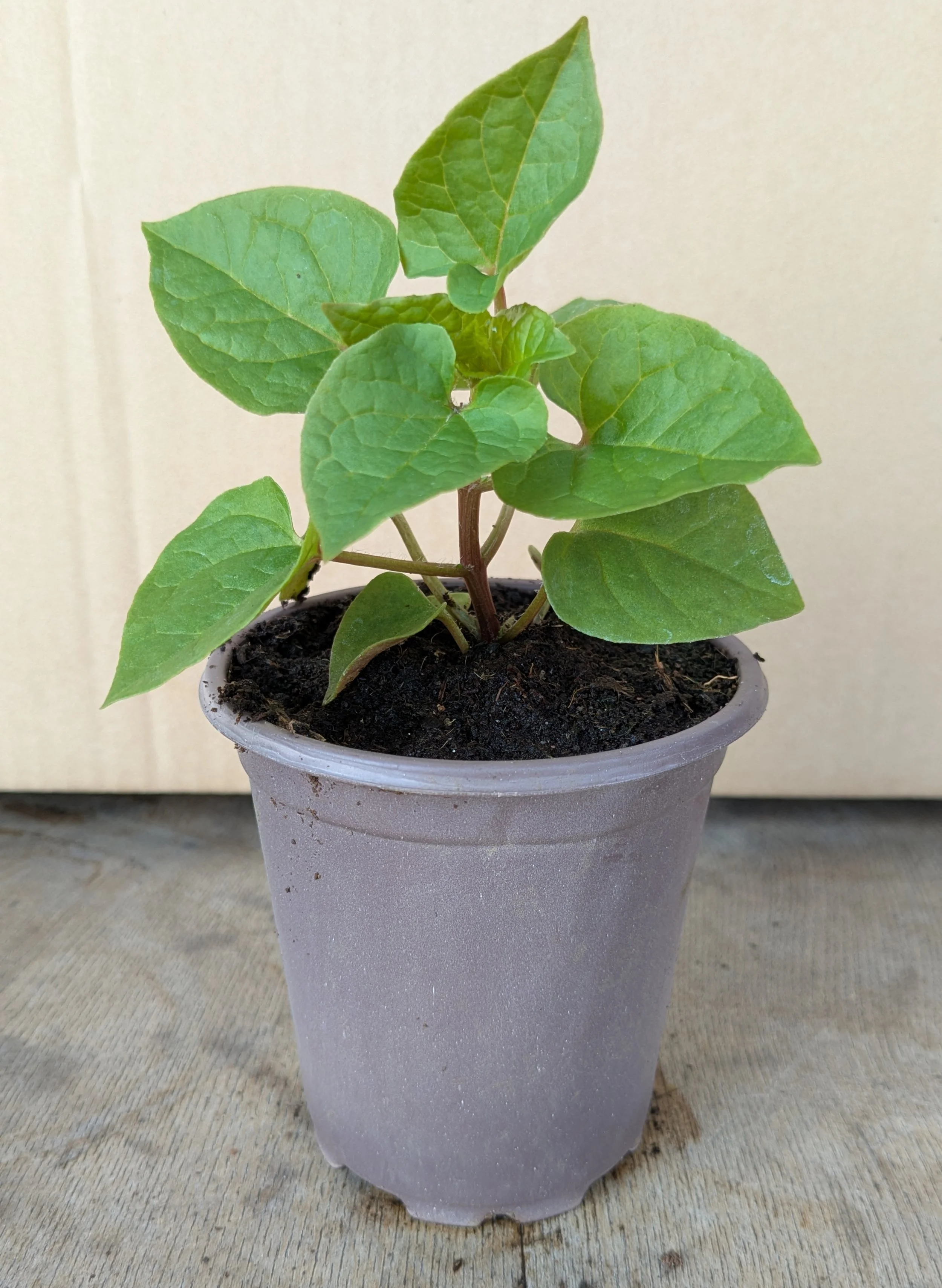 Caucasian Spinach - 9cm - Organic