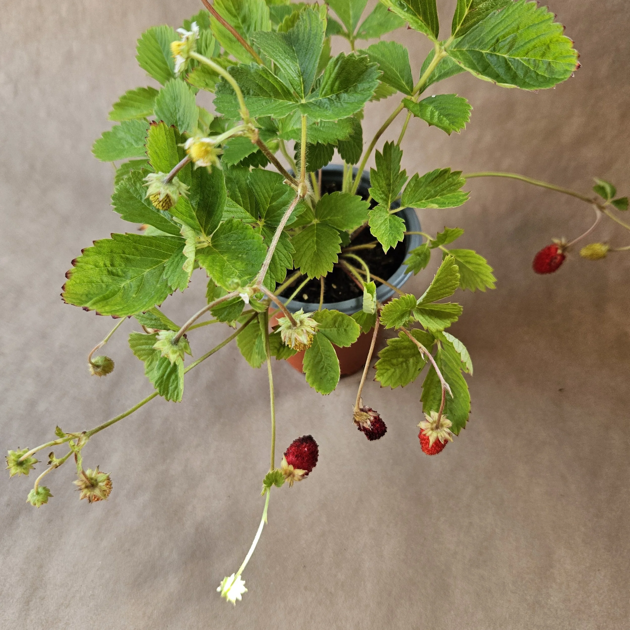Alpine Strawberry - Organic