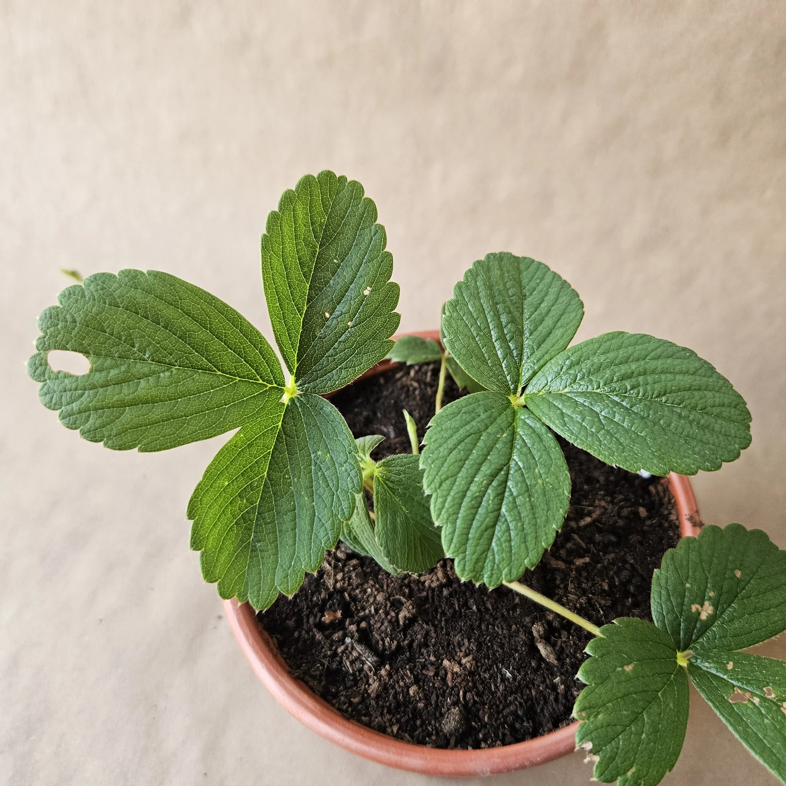 White Strawberry plant - Organic