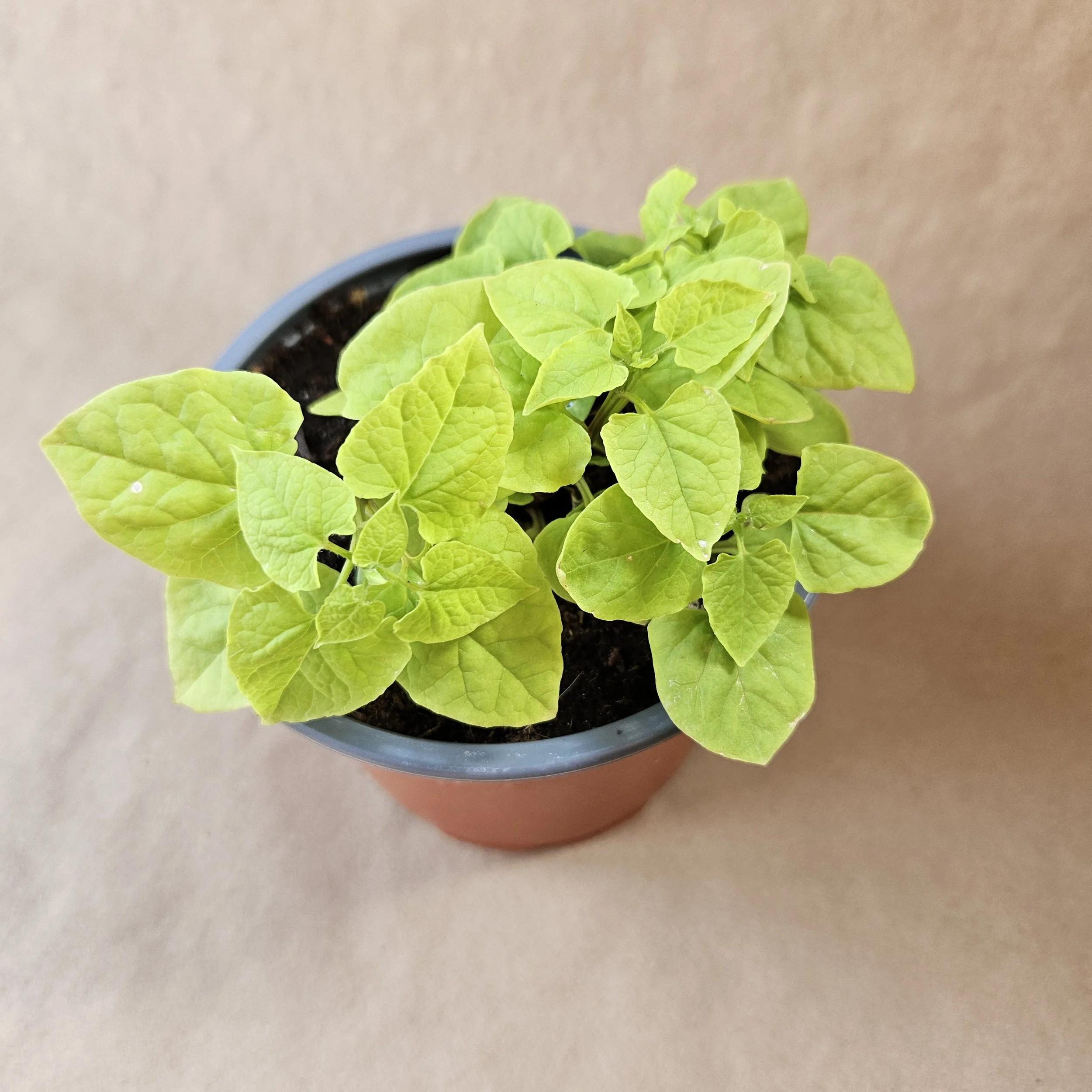 Hablitzia tamnoides - Organic