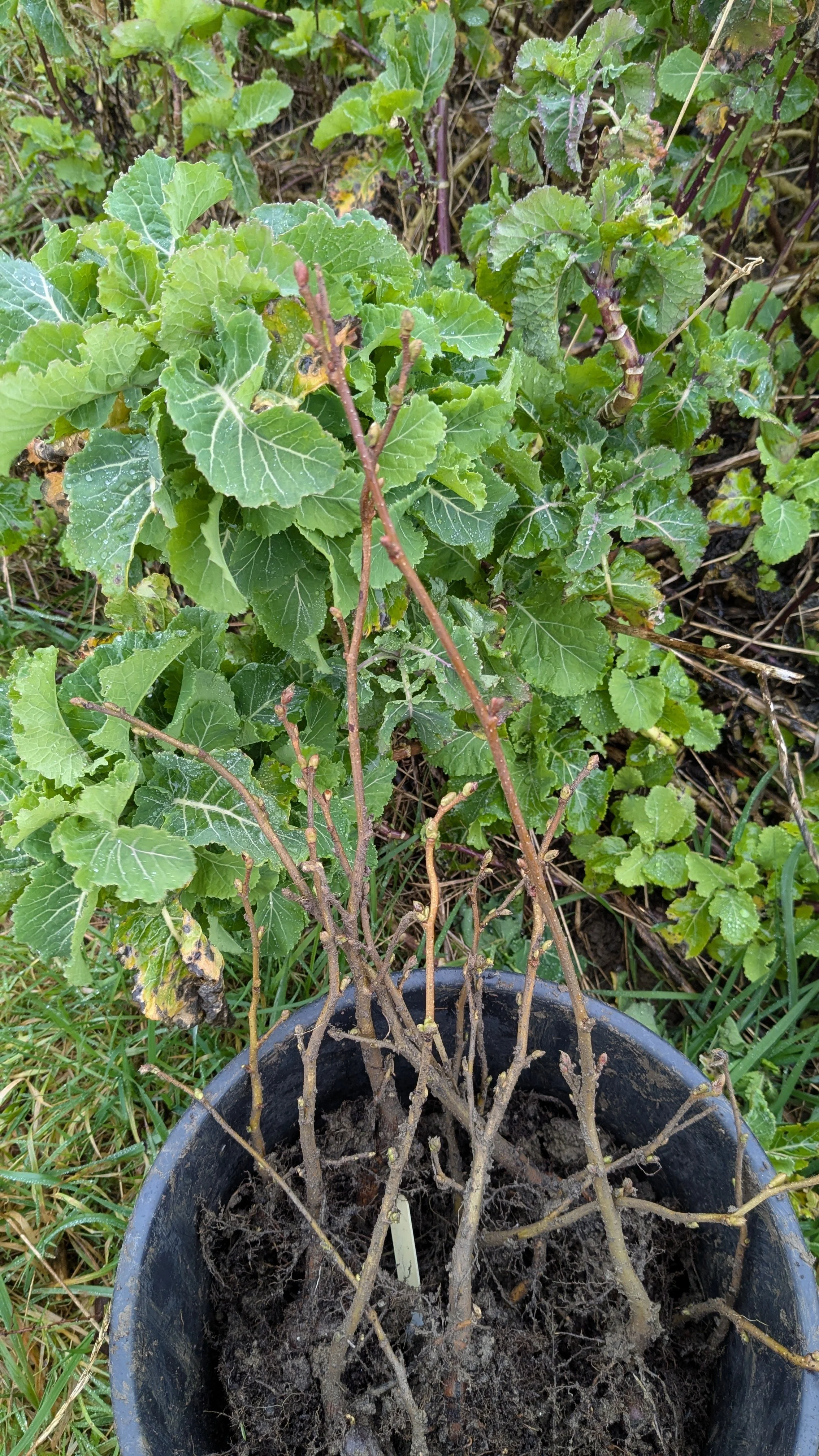 Hazel seedlings_20260218_122006013.jpg