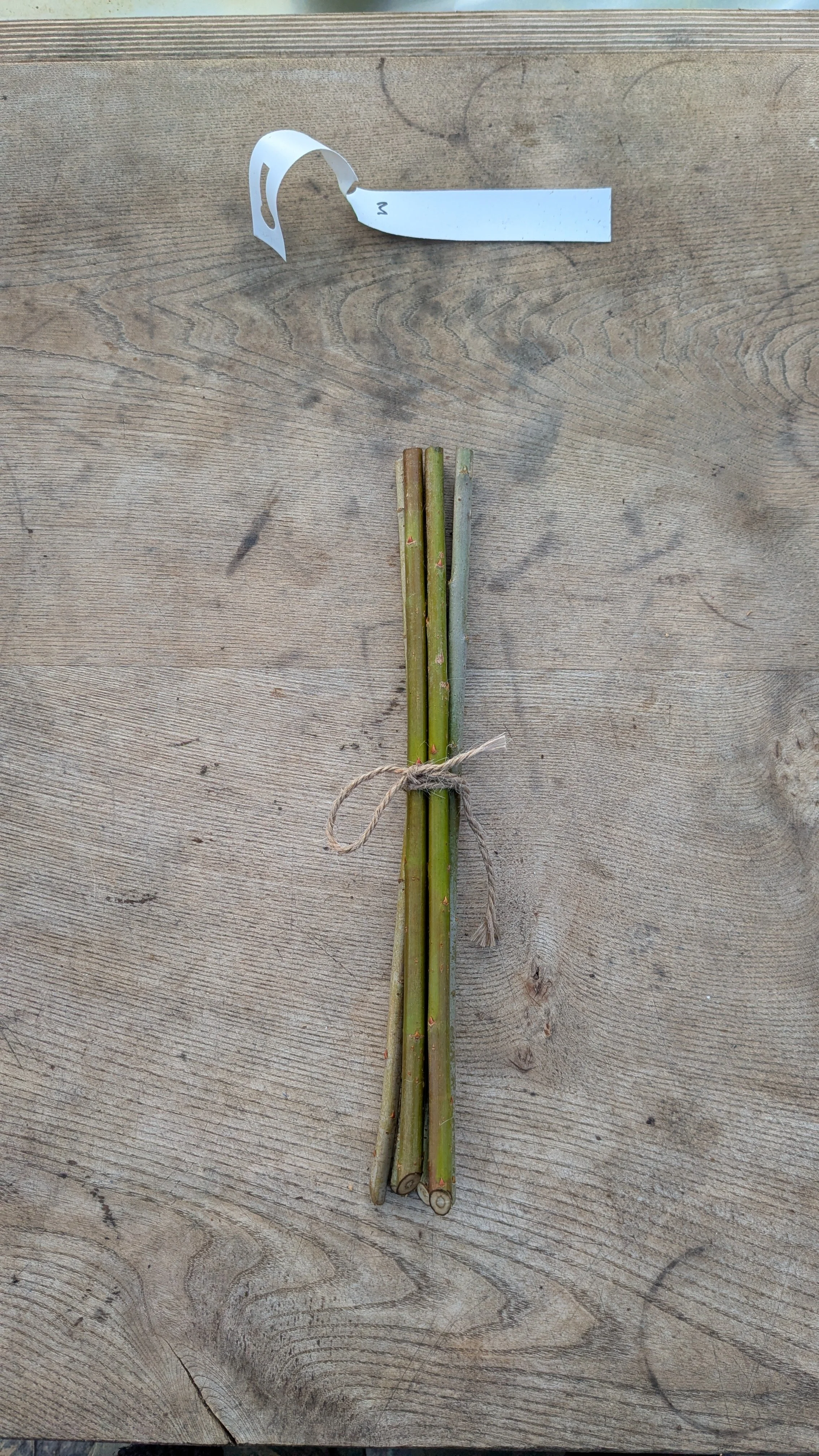 6 x Organic Basketry Willow Cuttings - Variety 'Dark Dicks’