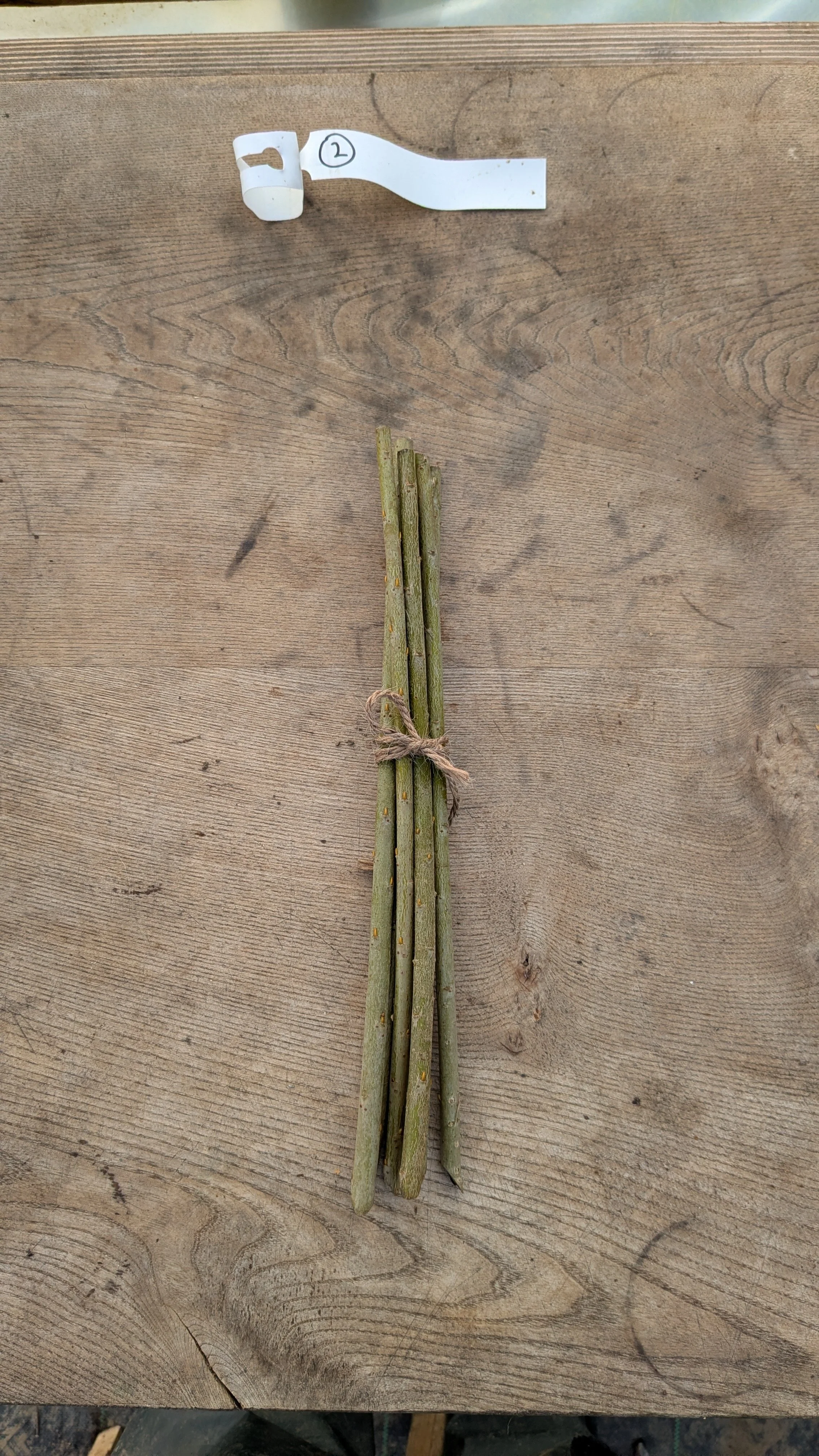 6 x Organic Basketry Willow Cuttings - Variety 'Dicky Meadows'