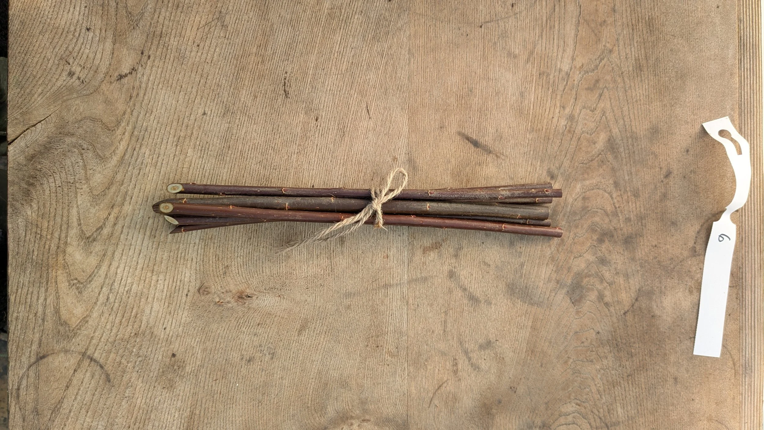 6 x Organic Basketry Willow Cuttings - Variety 'Le Bleu'