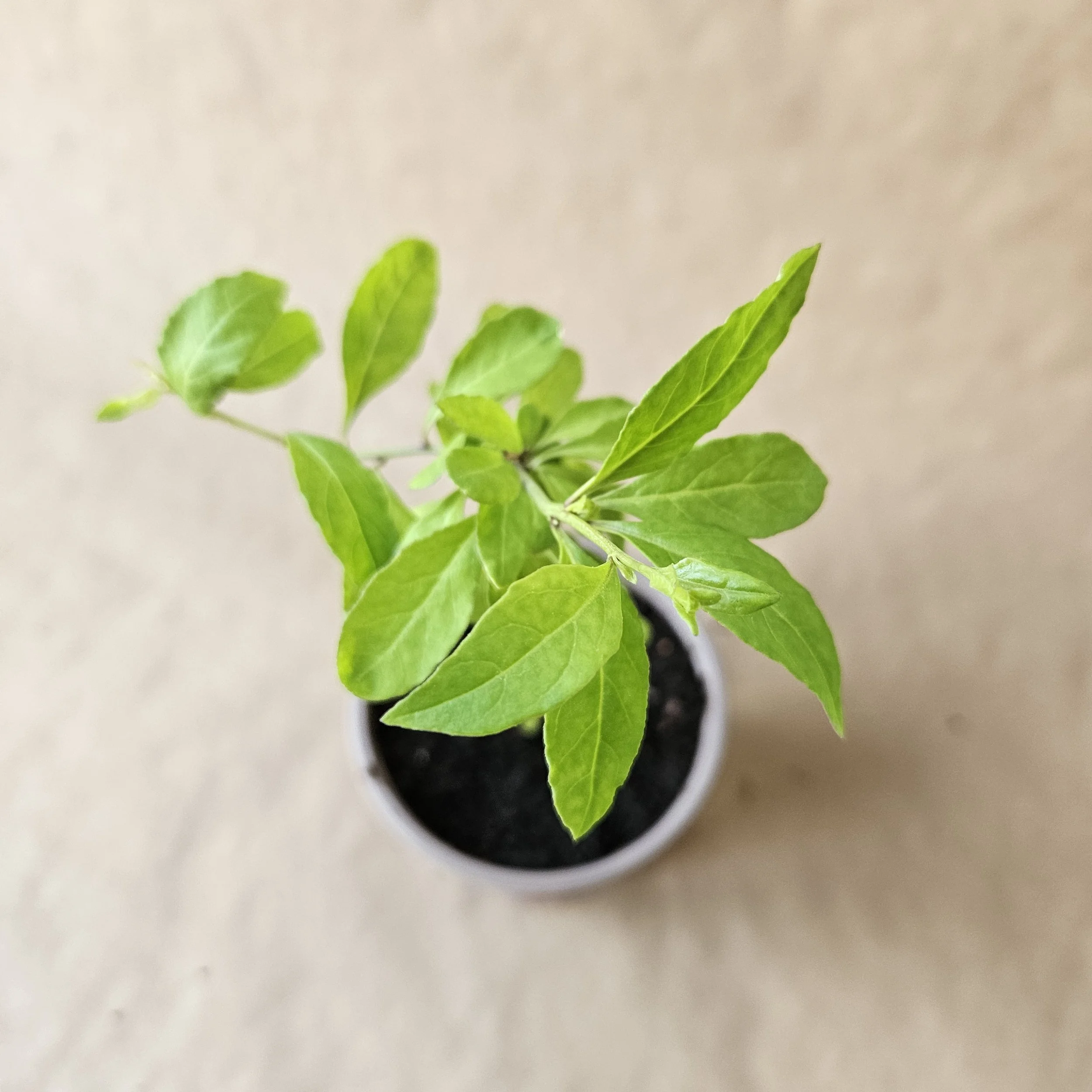 Goji - Organic