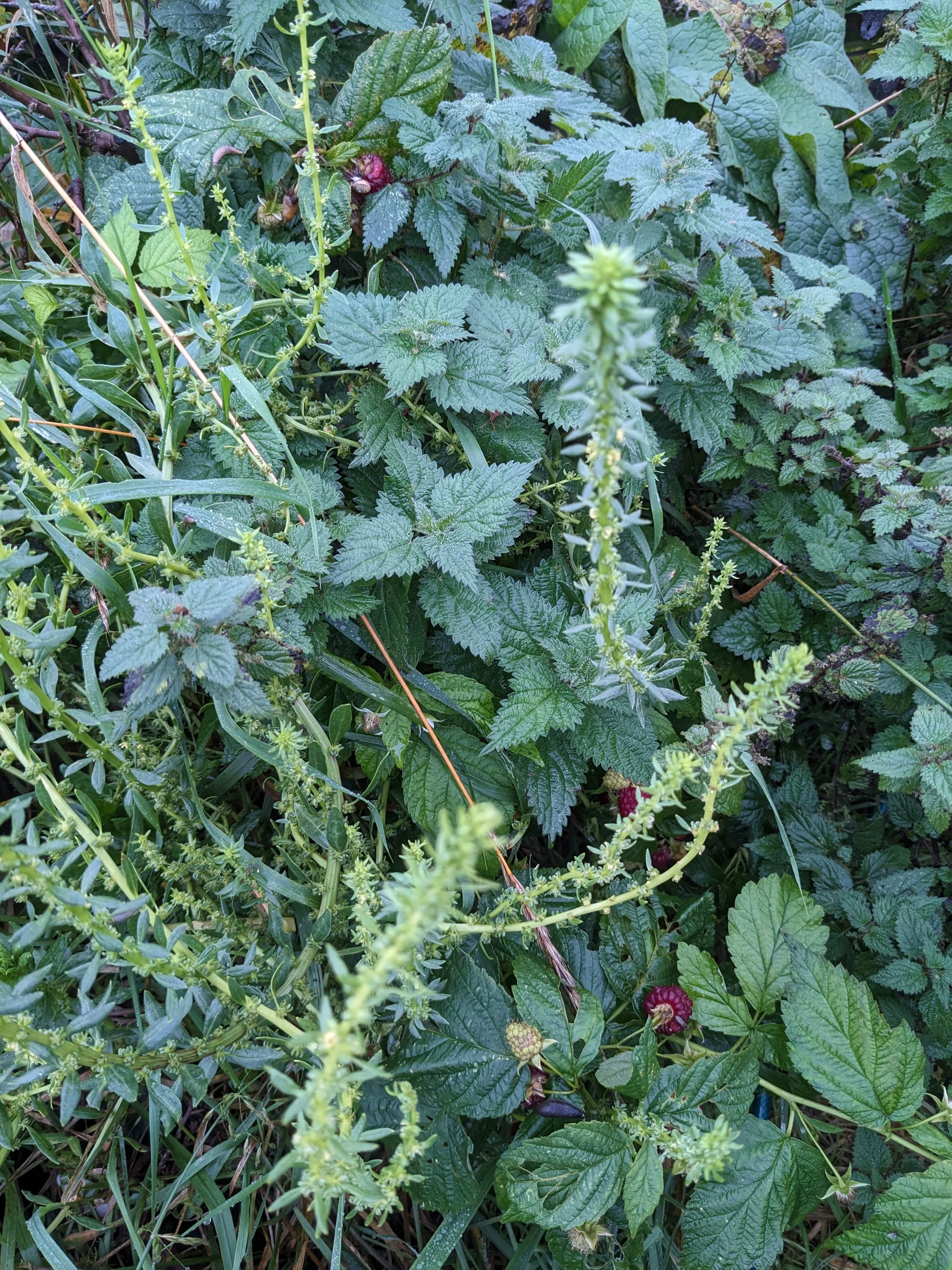 Fieldfare Orchard