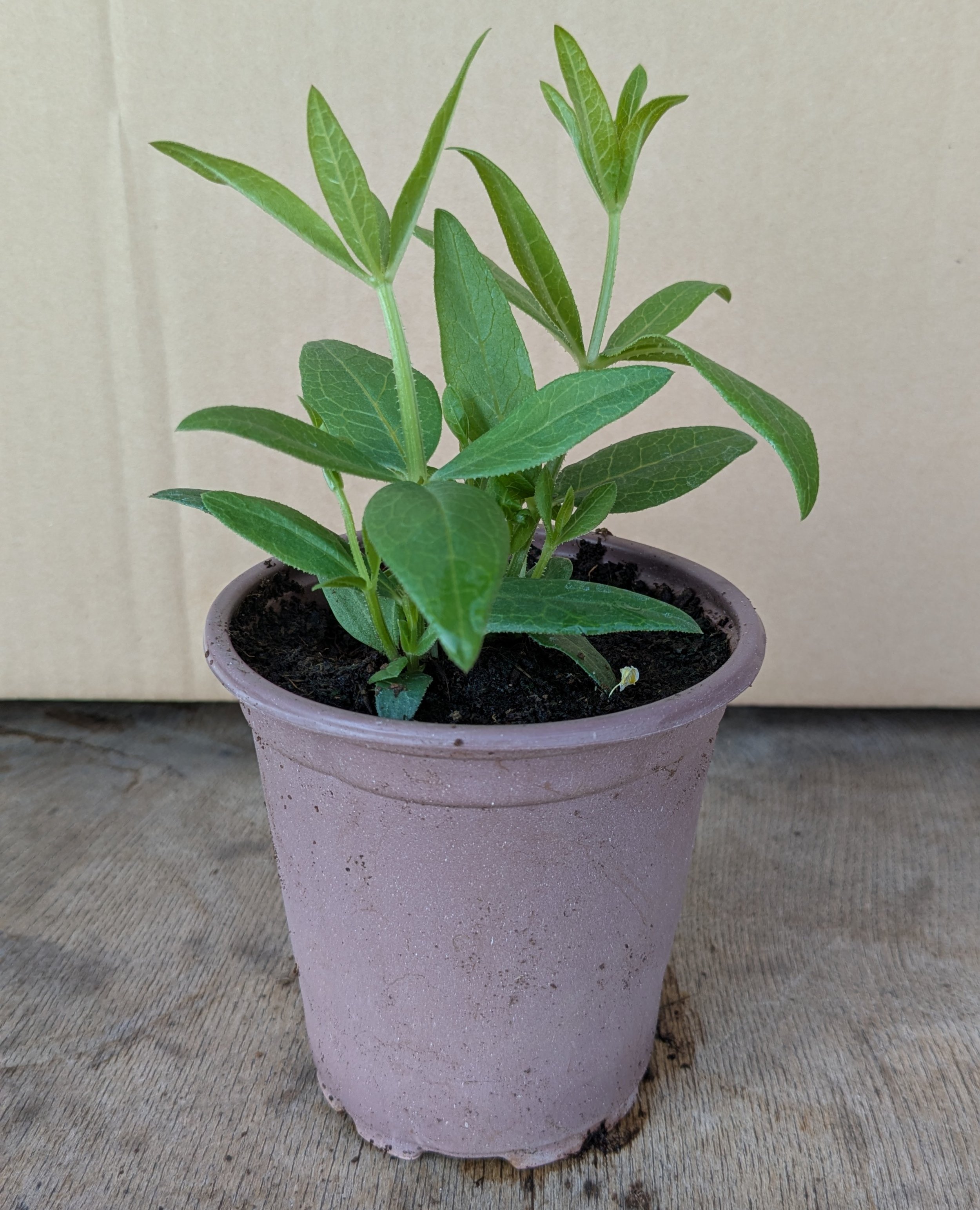 Madder - 9cm - Organic