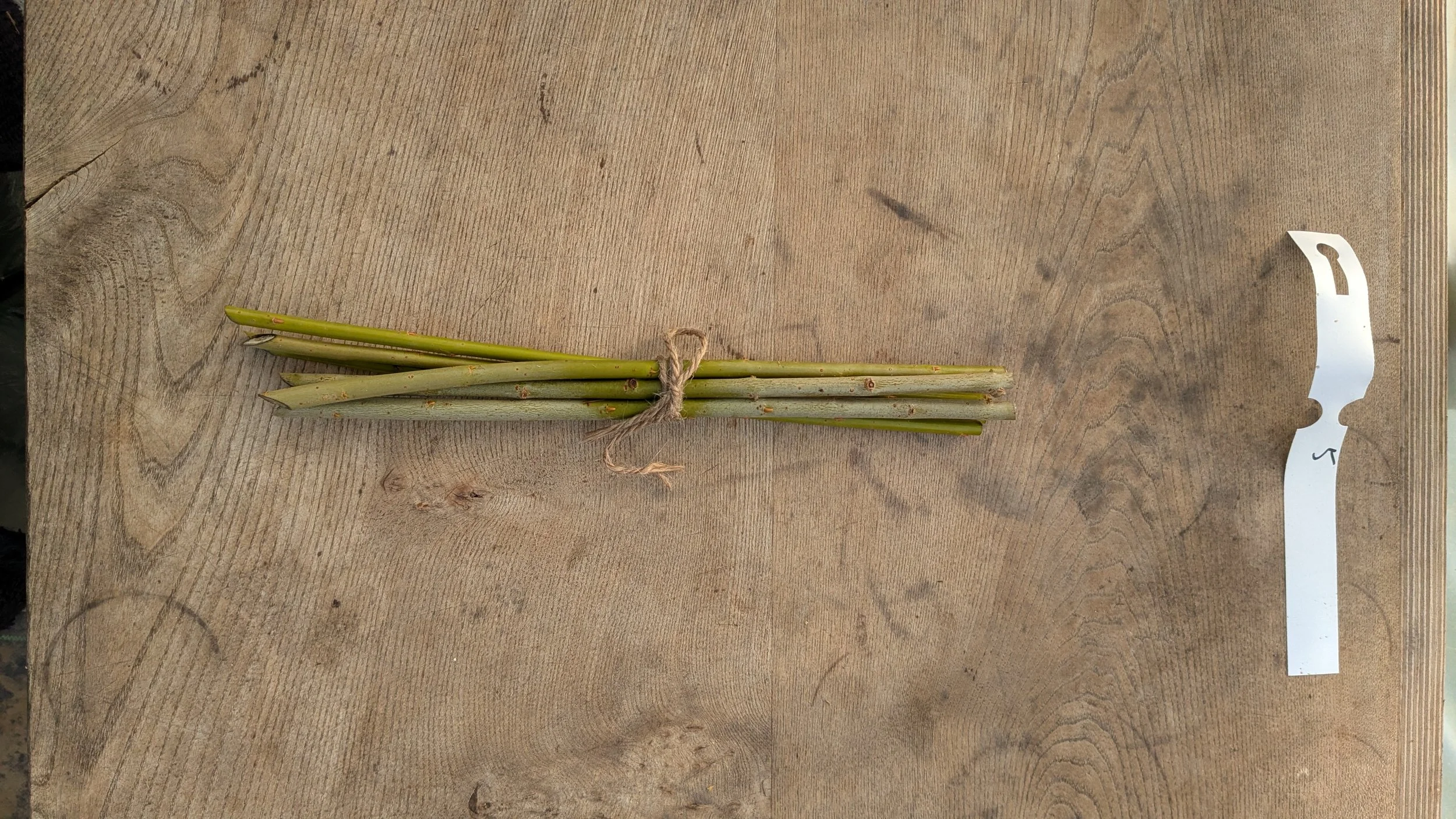 6 x Organic Basketry Willow Cuttings - Variety 'Green Dicks'