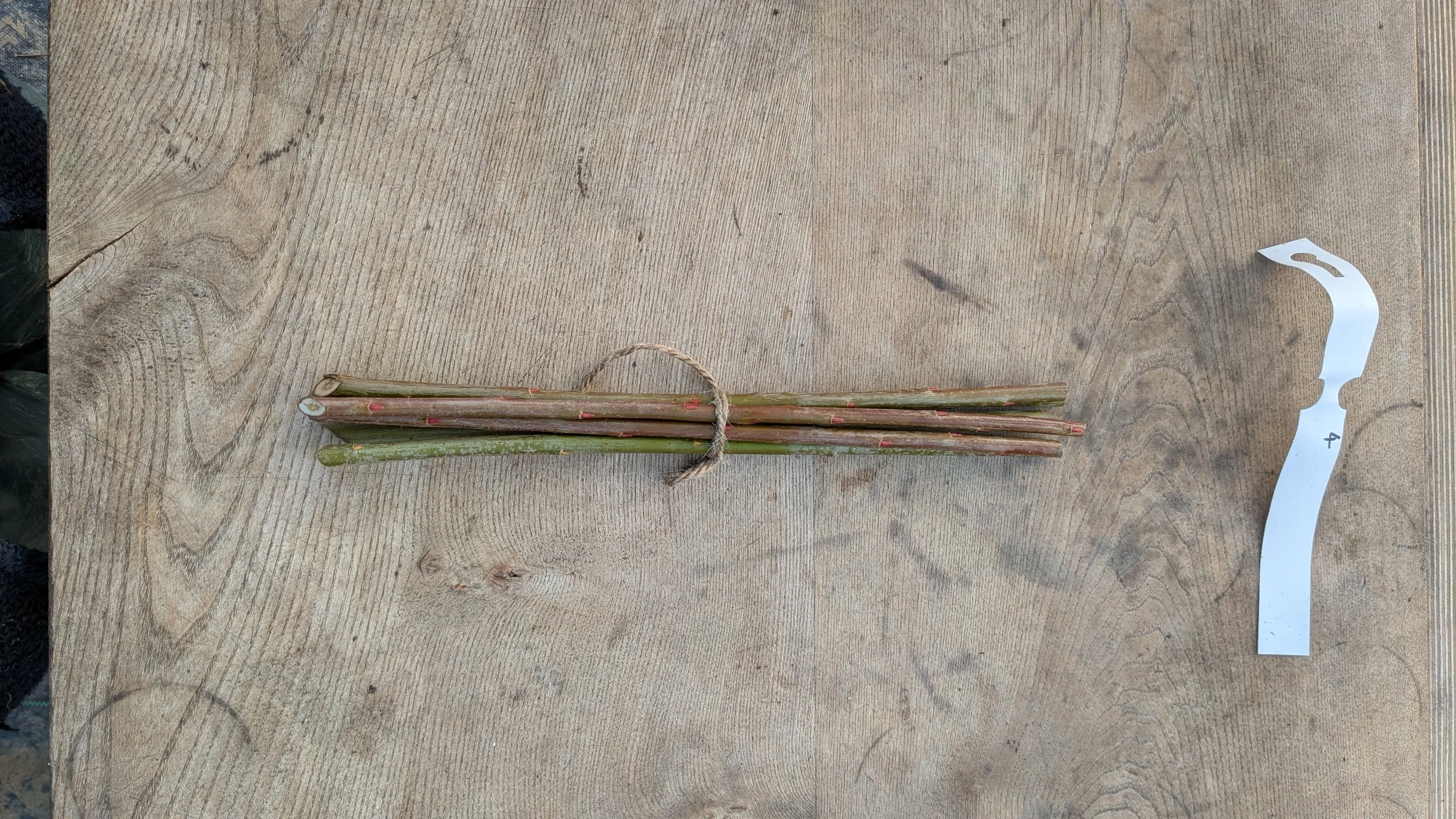 6 x Organic Basketry Willow Cuttings - Variety 'Brittany Blue'