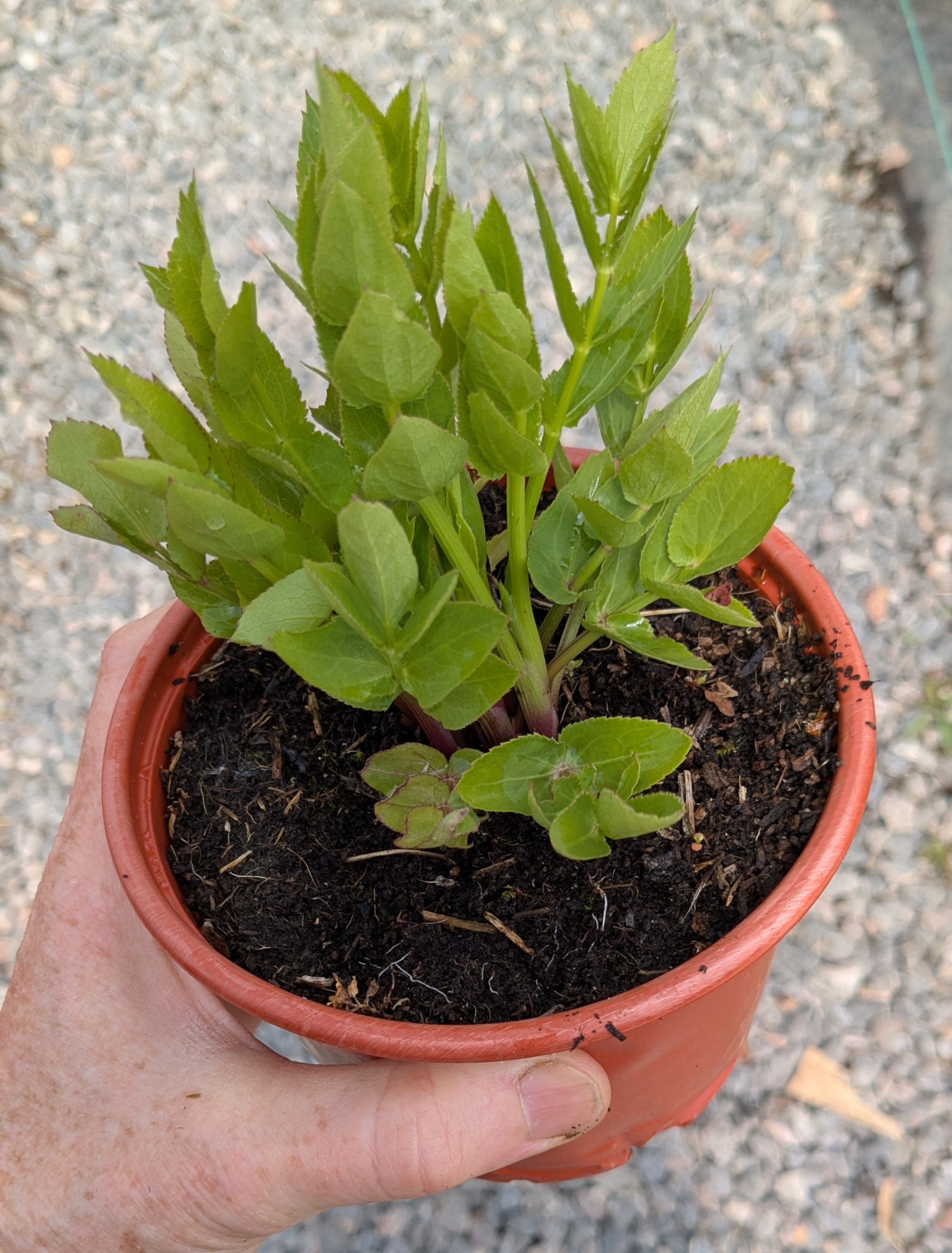 Skirret - 13cm pot - Organic