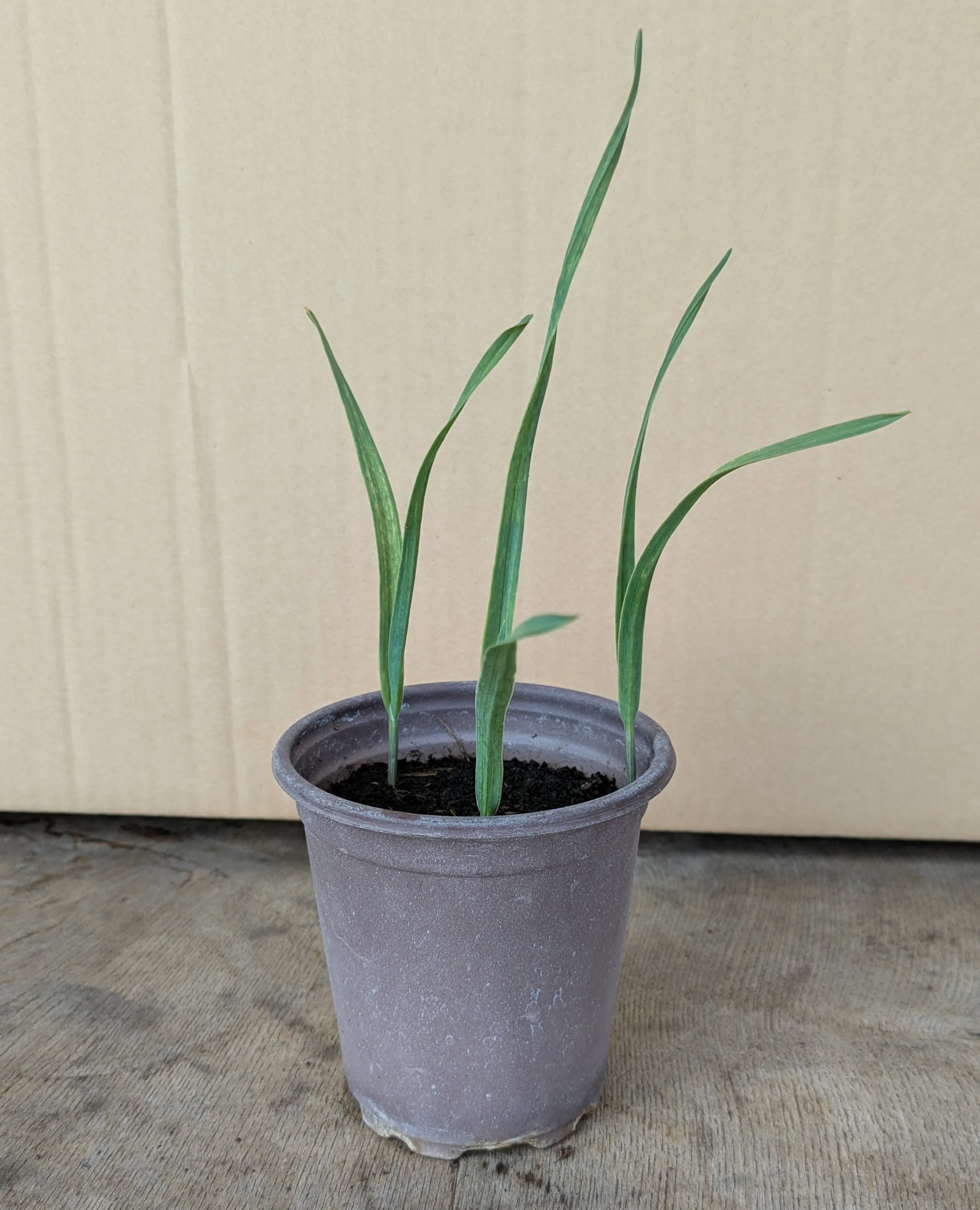 Babington Leek - 9cm - Organic