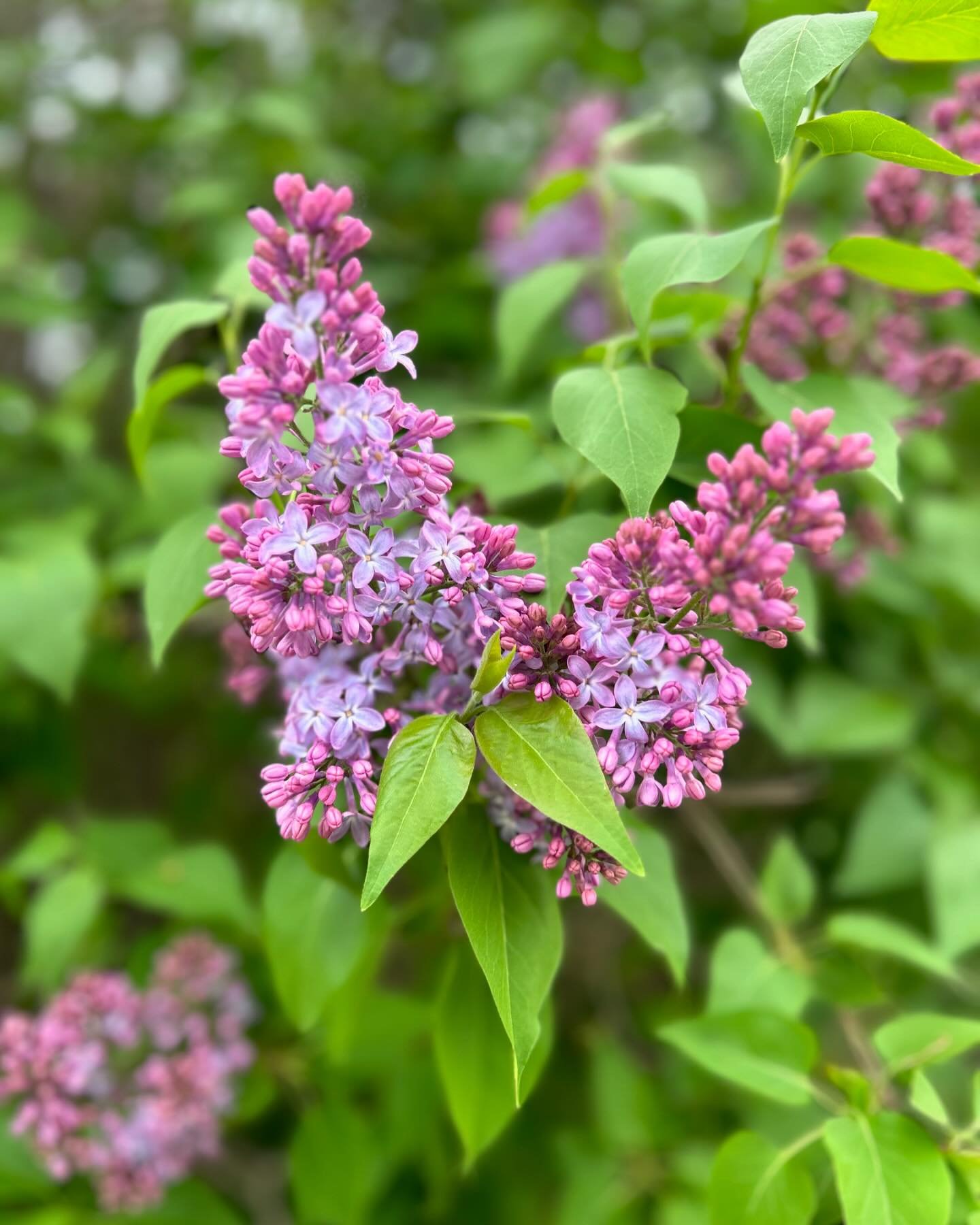 It&rsquo;s my favourite time of the year&hellip;lilac season 🌷

#lilac #lilacseason #orangevilleflorist #flowersinorangeville #mokshaflowerco #weddingflorist #weddingfloristorangeville