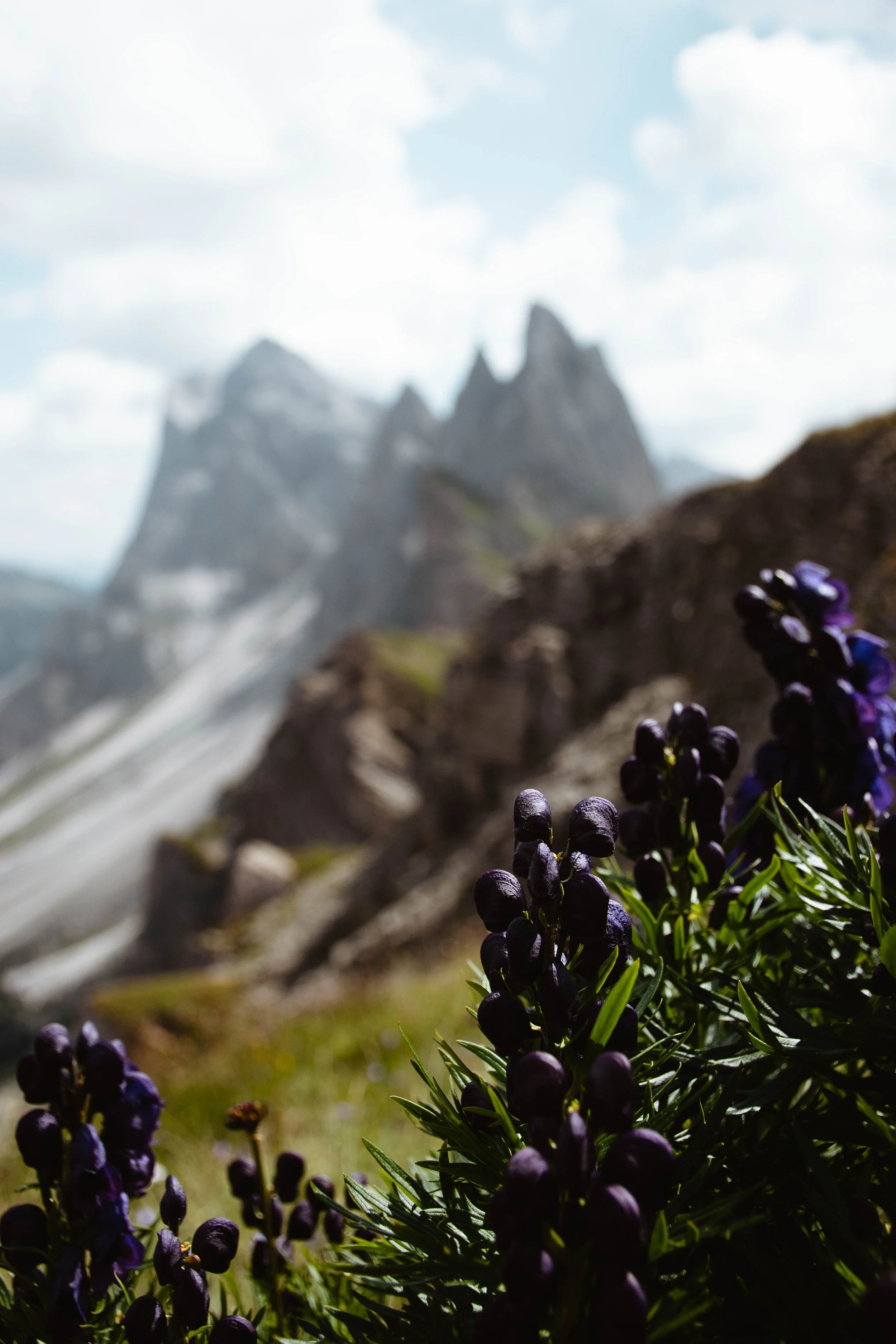 purple alpine flowers in the foreground and blurred mountain peaks in the background