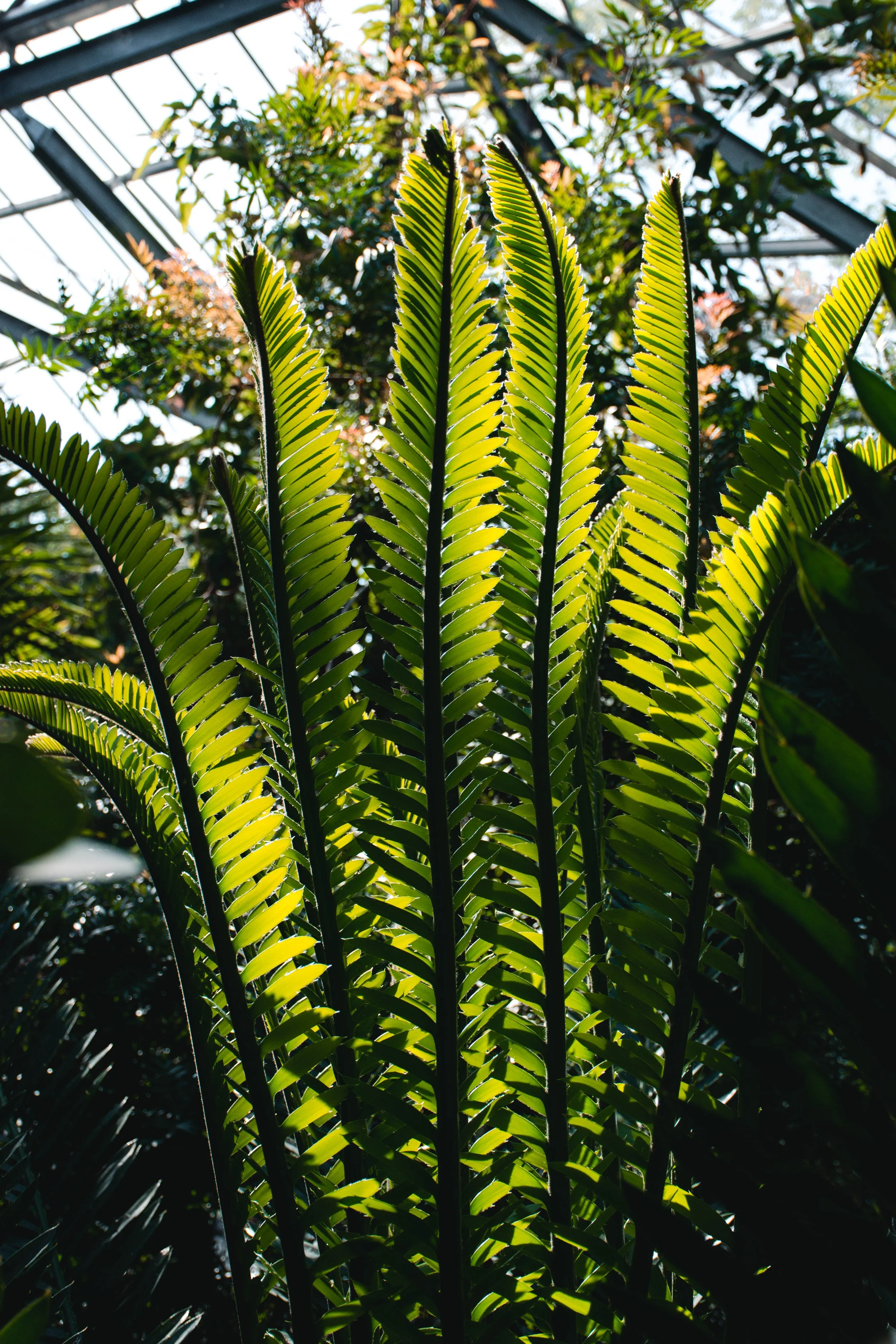 long fern leaves in a botanical garden backlit by the sun
