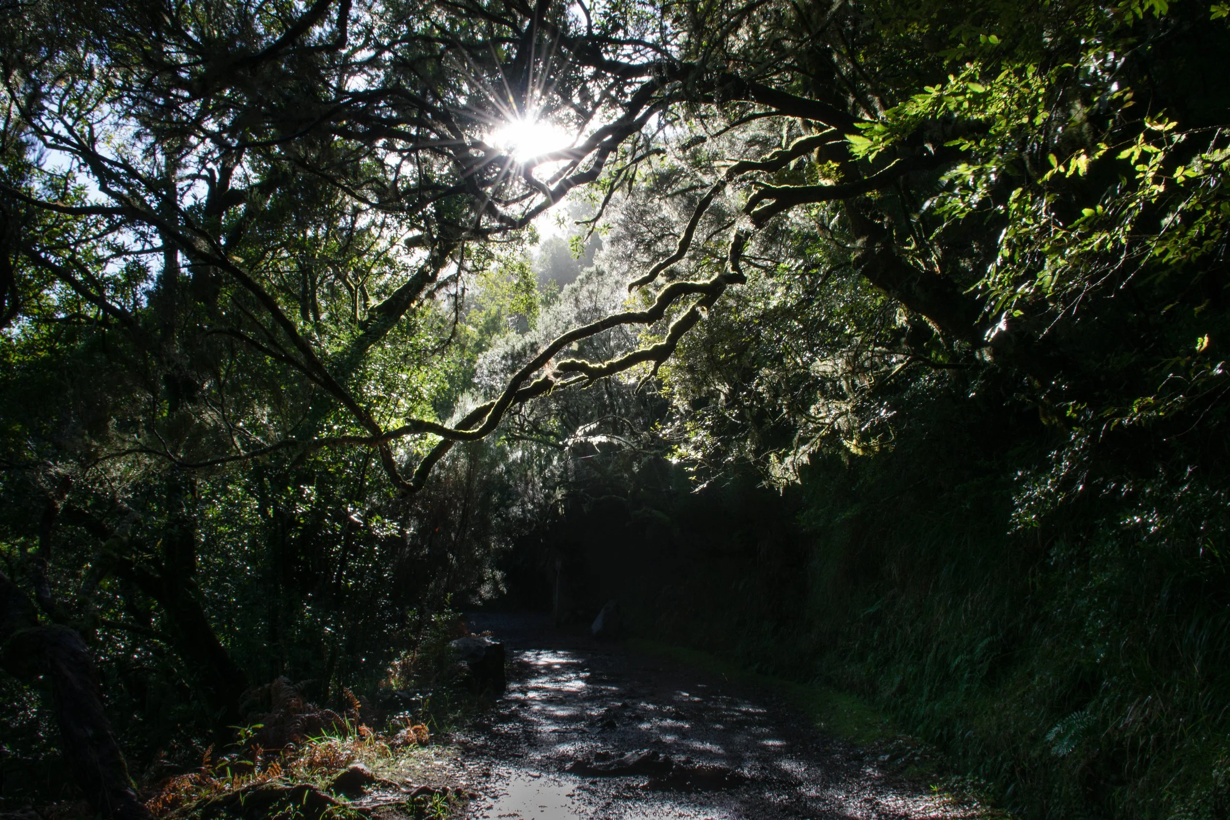 madeiras crooked trees in morning sunlight