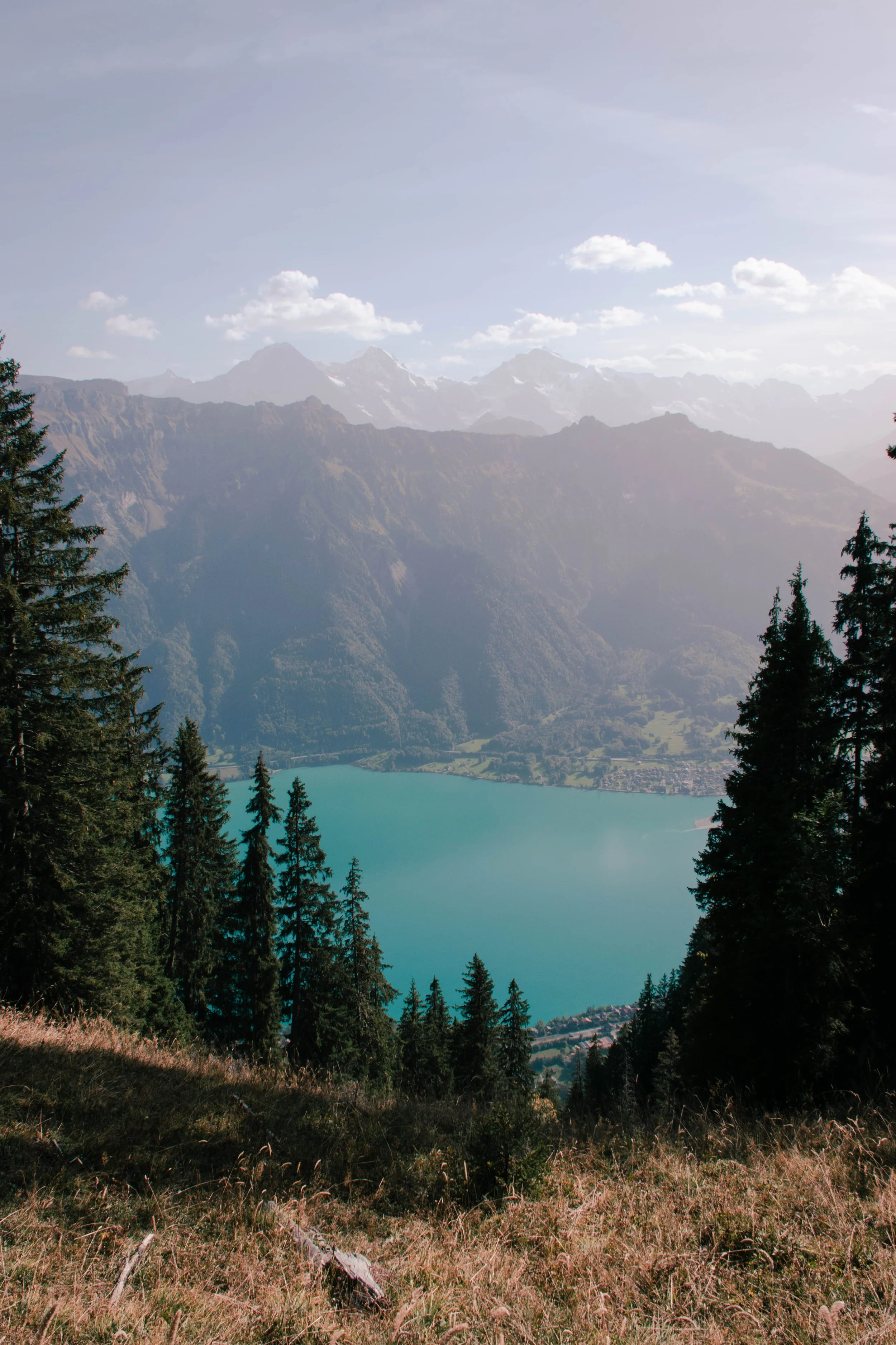a forest opening looking at a blue lake below and mountain peaks in the distance