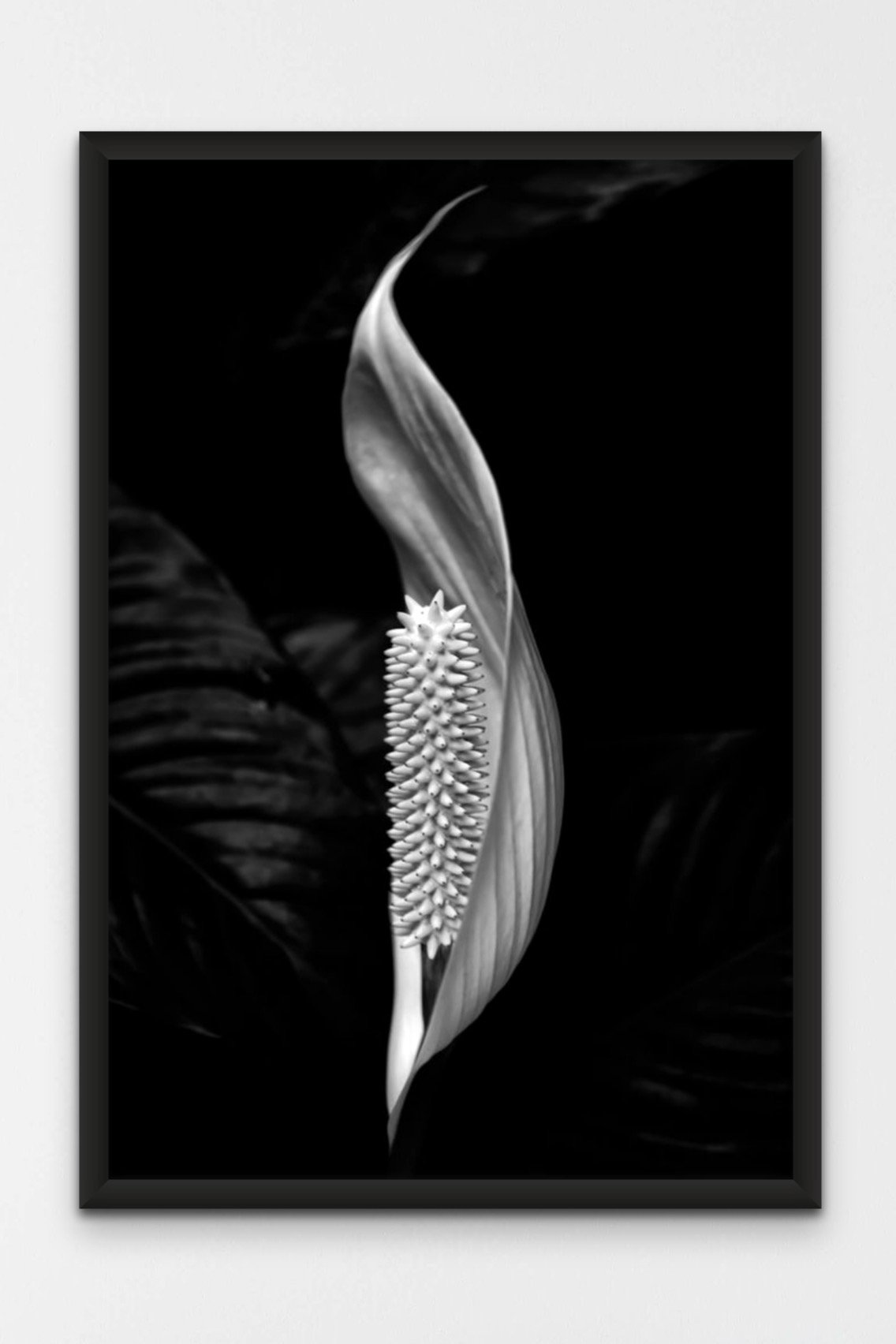 peace_lily_1-3.jpeg