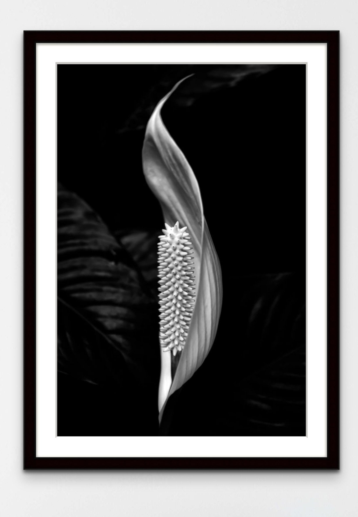 peace_lily_1-2.jpeg