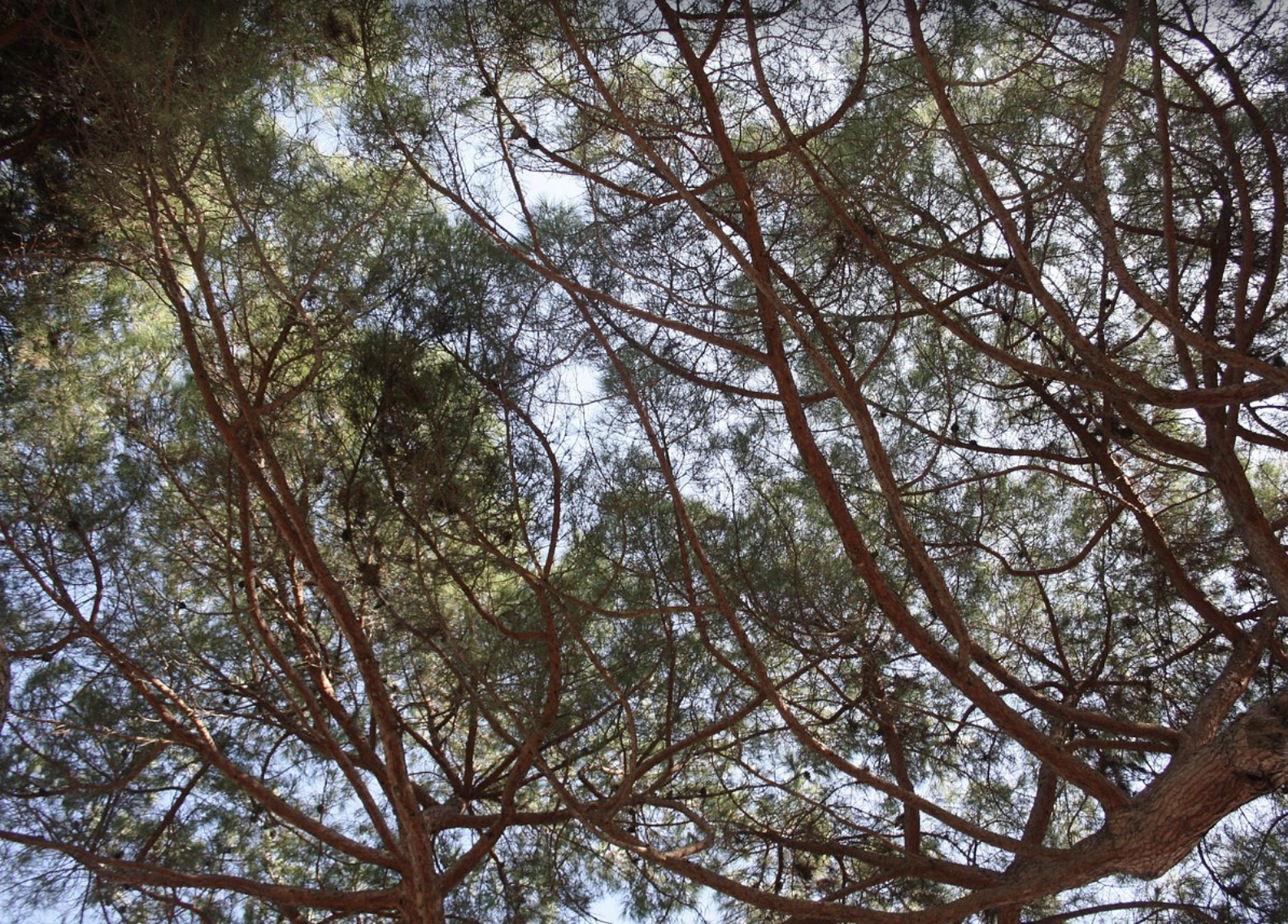 Screenshot 2026-02-17 at 7.05.57 PM.png