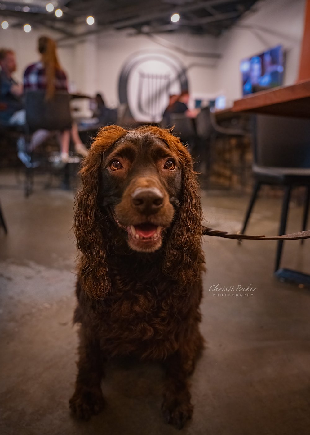 Dog Portrait at Brewery