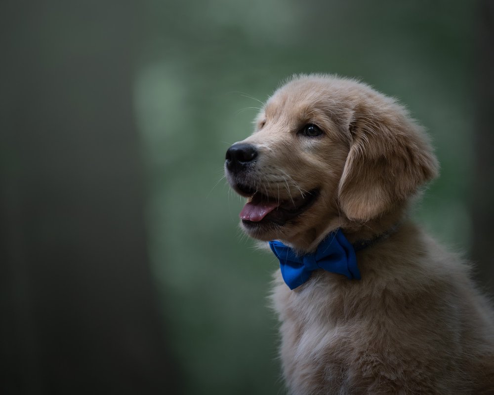 Satchmo - Dog Photography Atlanta