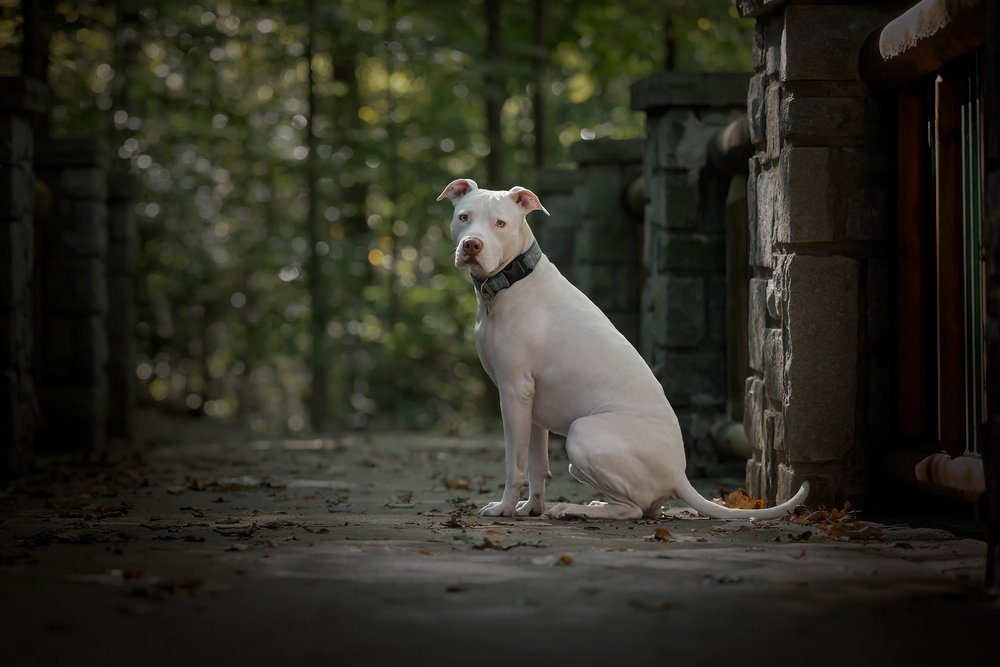 Bingley - Dog Photography Atlanta