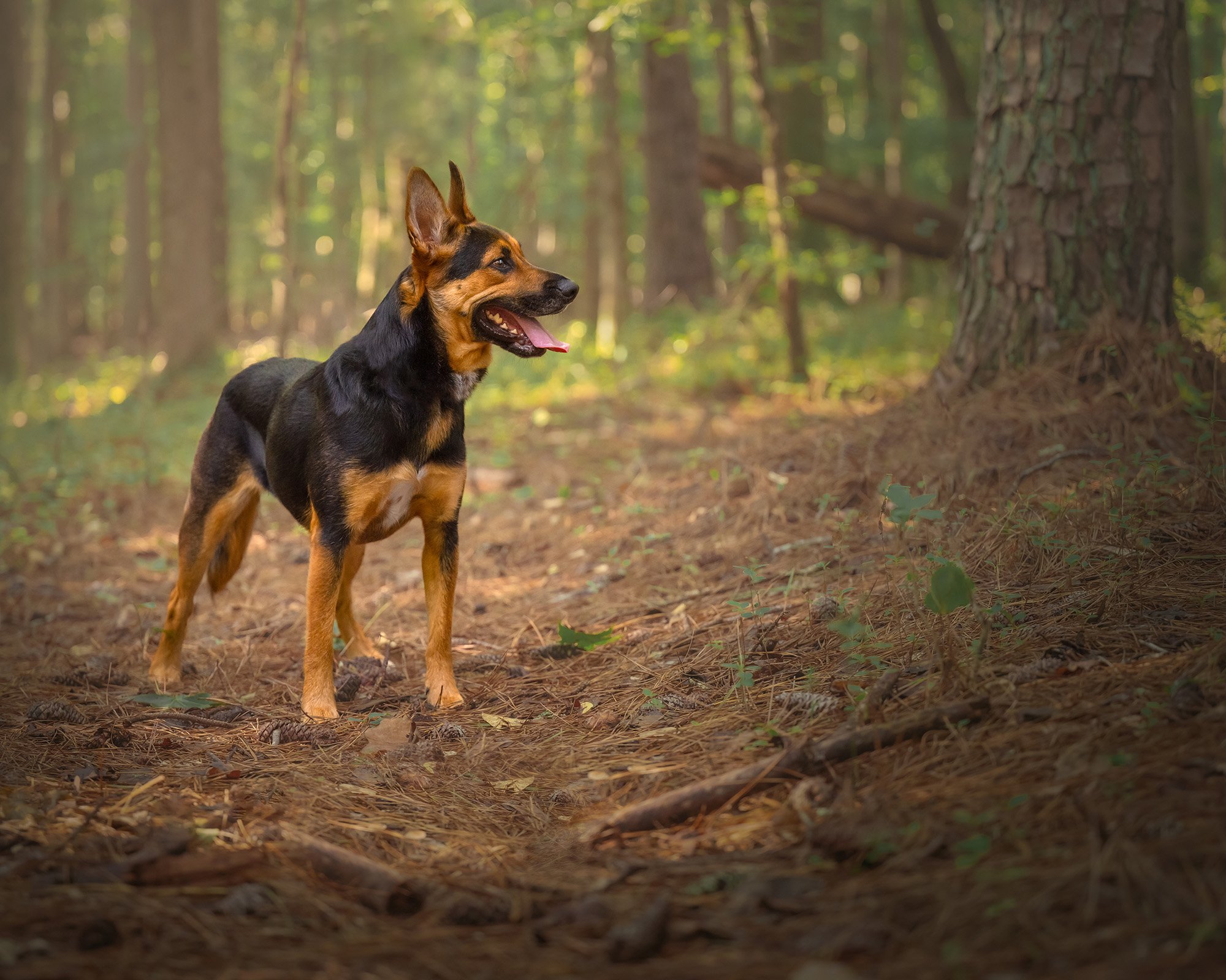 Kennesaw-Mountain-State-Park-Dog-Photogrpahy-Session-Christi-Baker-Photography