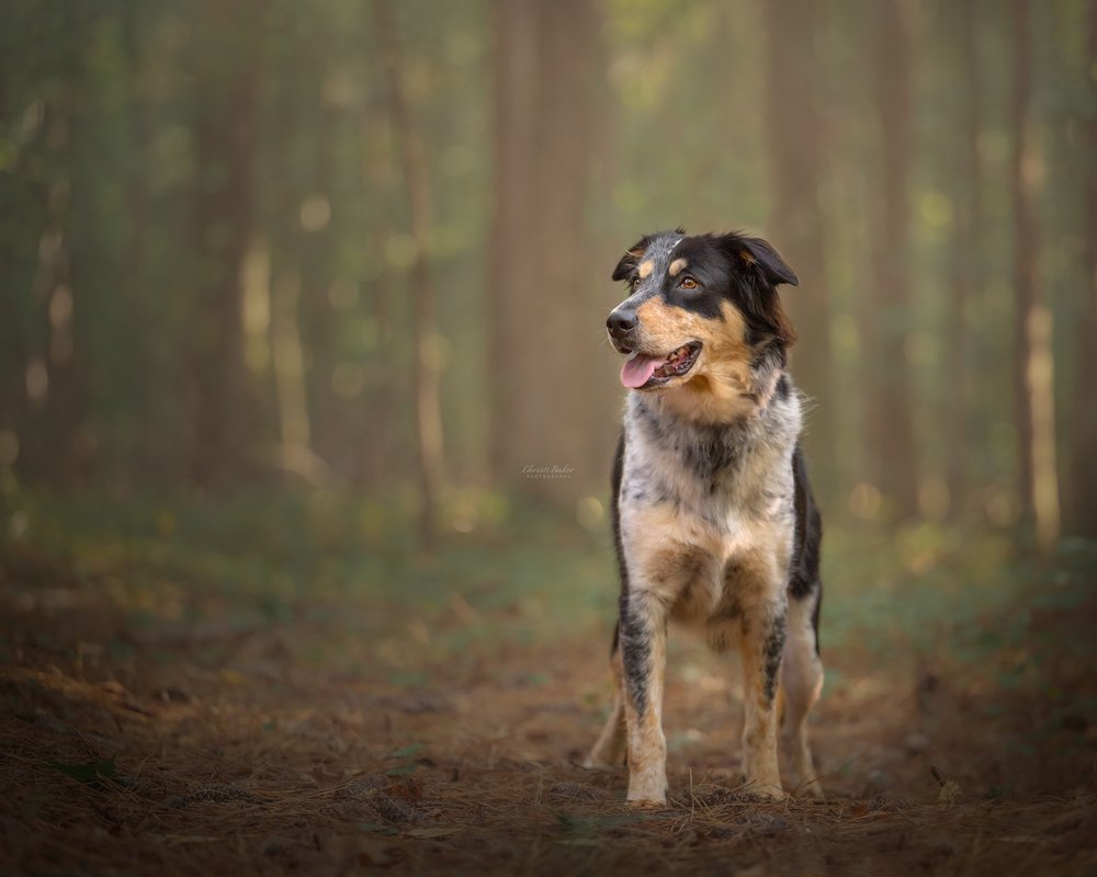 Kennesaw-Mountain-State-Park-Dog-Photo-Session-Christi-Baker-Photography