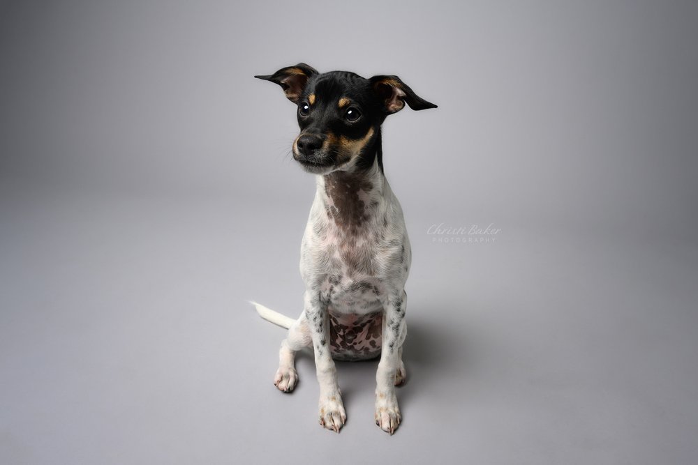 Cool Hand Luke - Chihuahua - pet photography atlanta