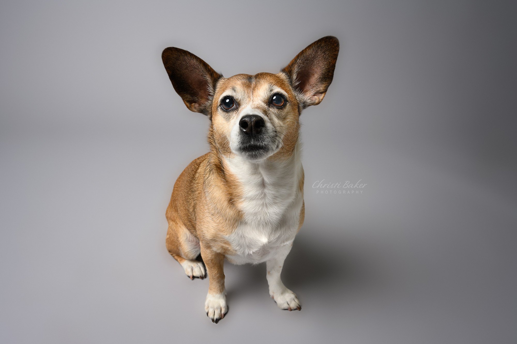 Janis Joplin - Chihuahua - pet photography atlanta