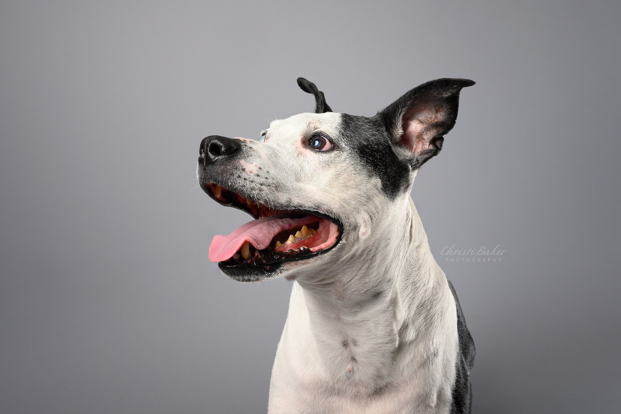Chip - pitbull terrier mix - pet photography atlanta