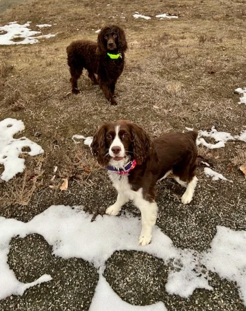 Colorado Winter Dog Road Trip