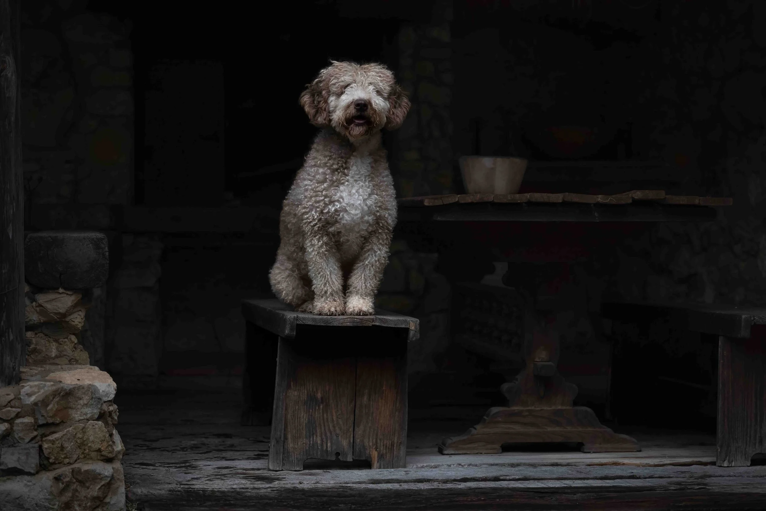 Valentin - Spanish Water Dog