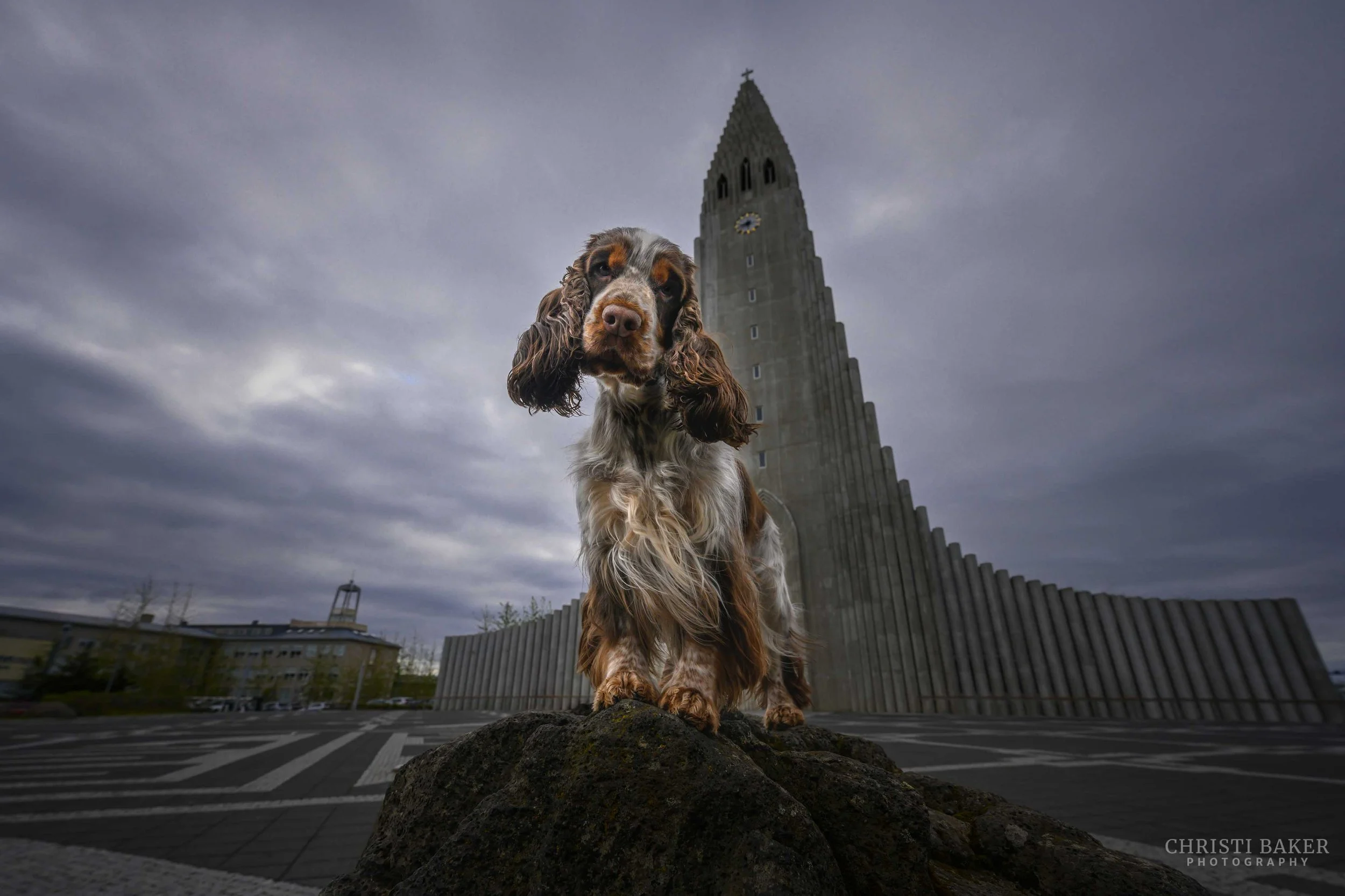 Missy - Springer Spaniel