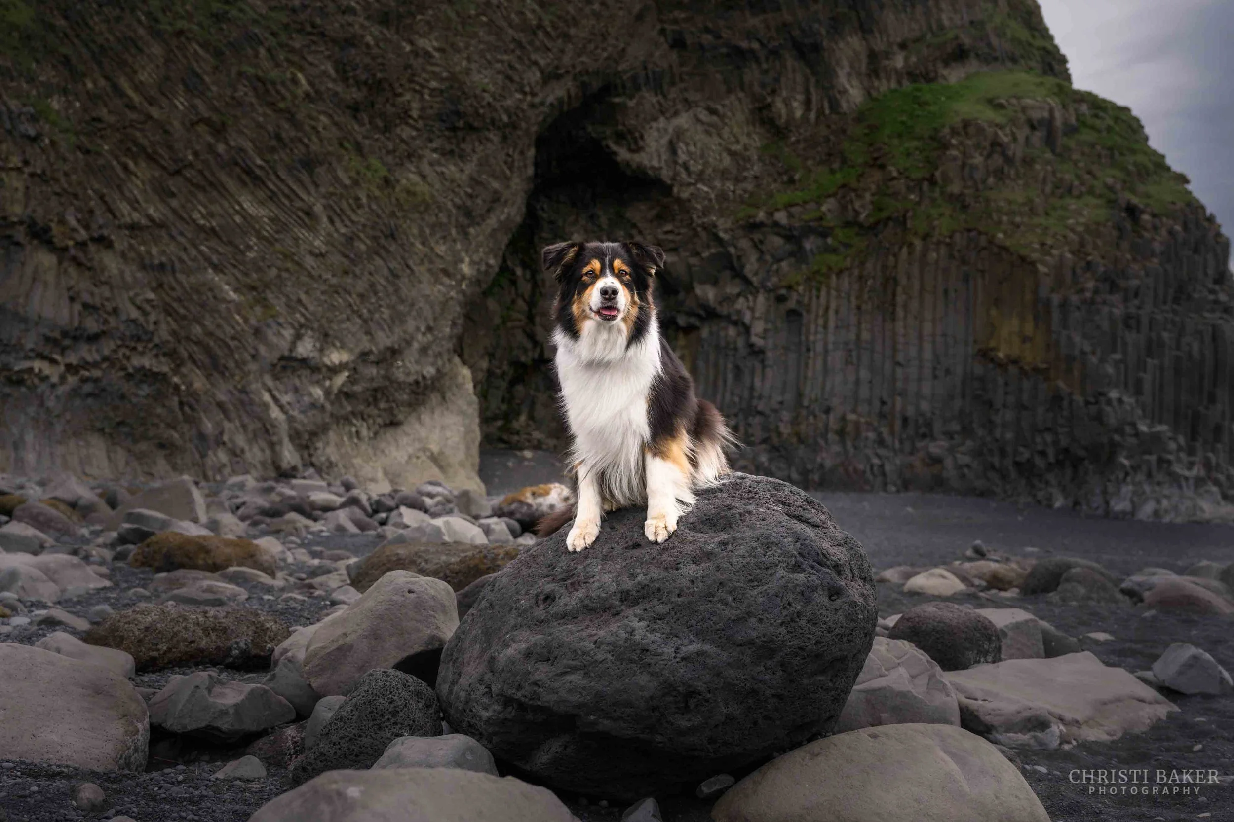 Assa - Australian Shephard
