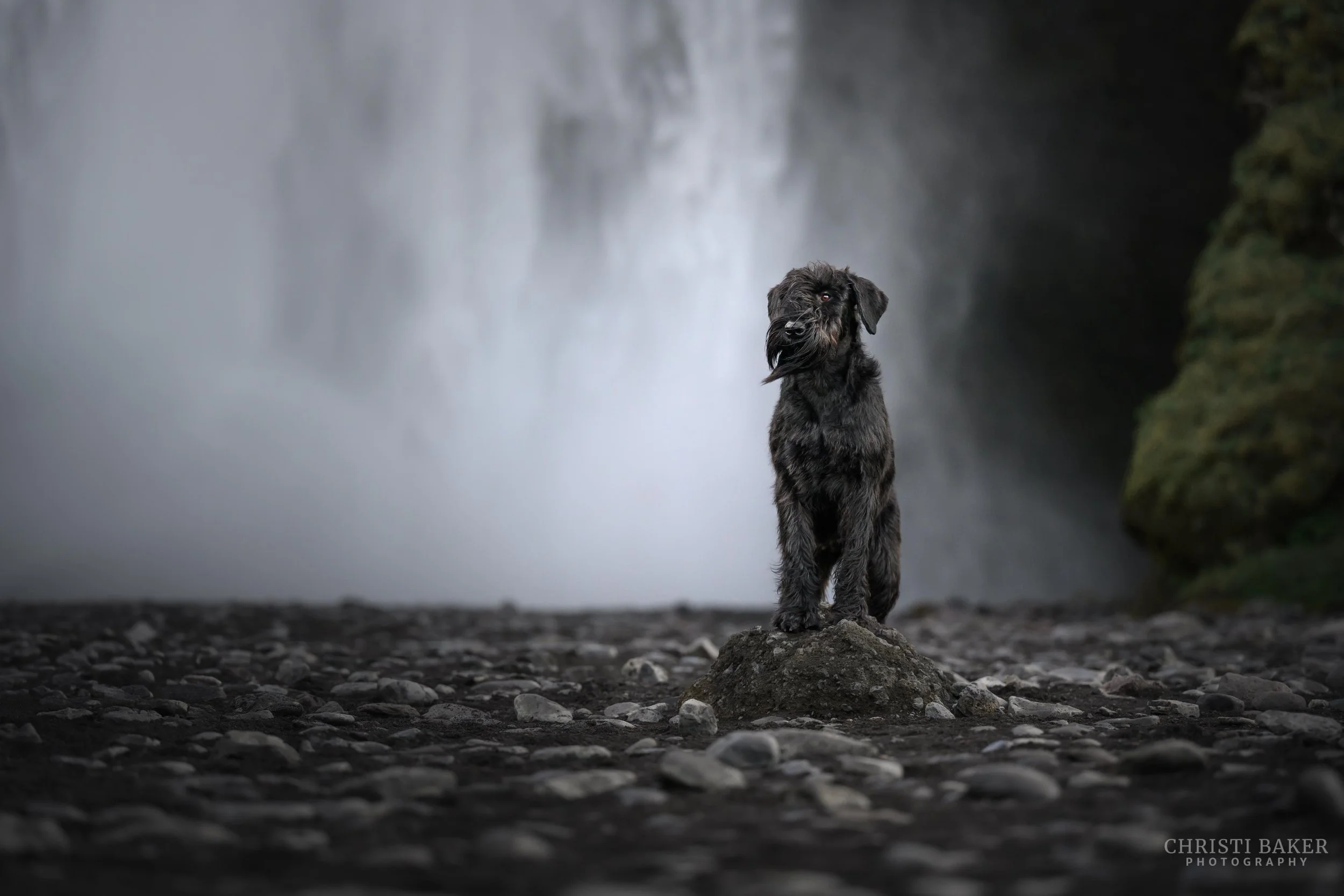 Rebel - Giant Schnauzer