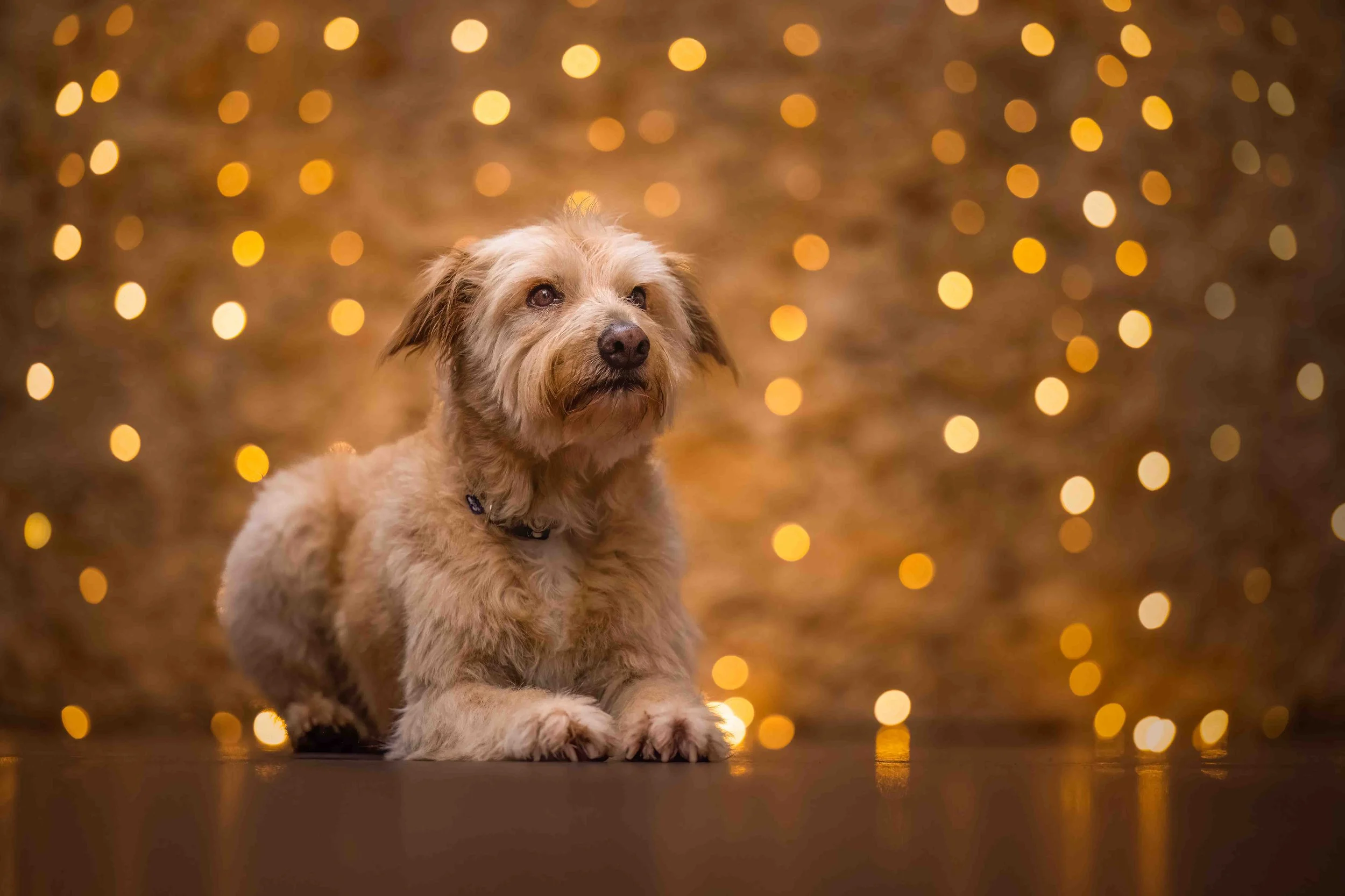 Ruby - Catalan D'Atura