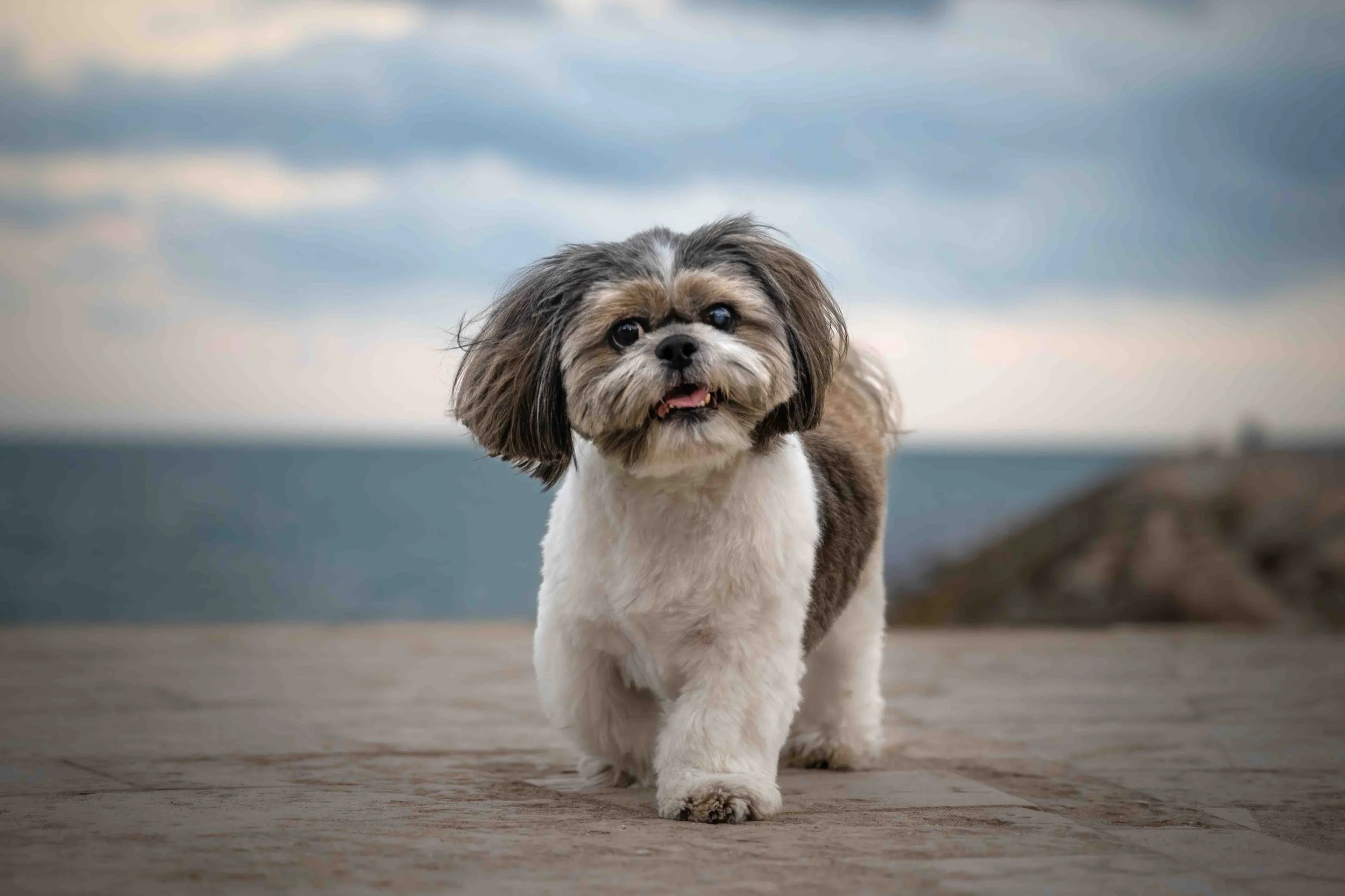 Teddy -  Shih Tzu