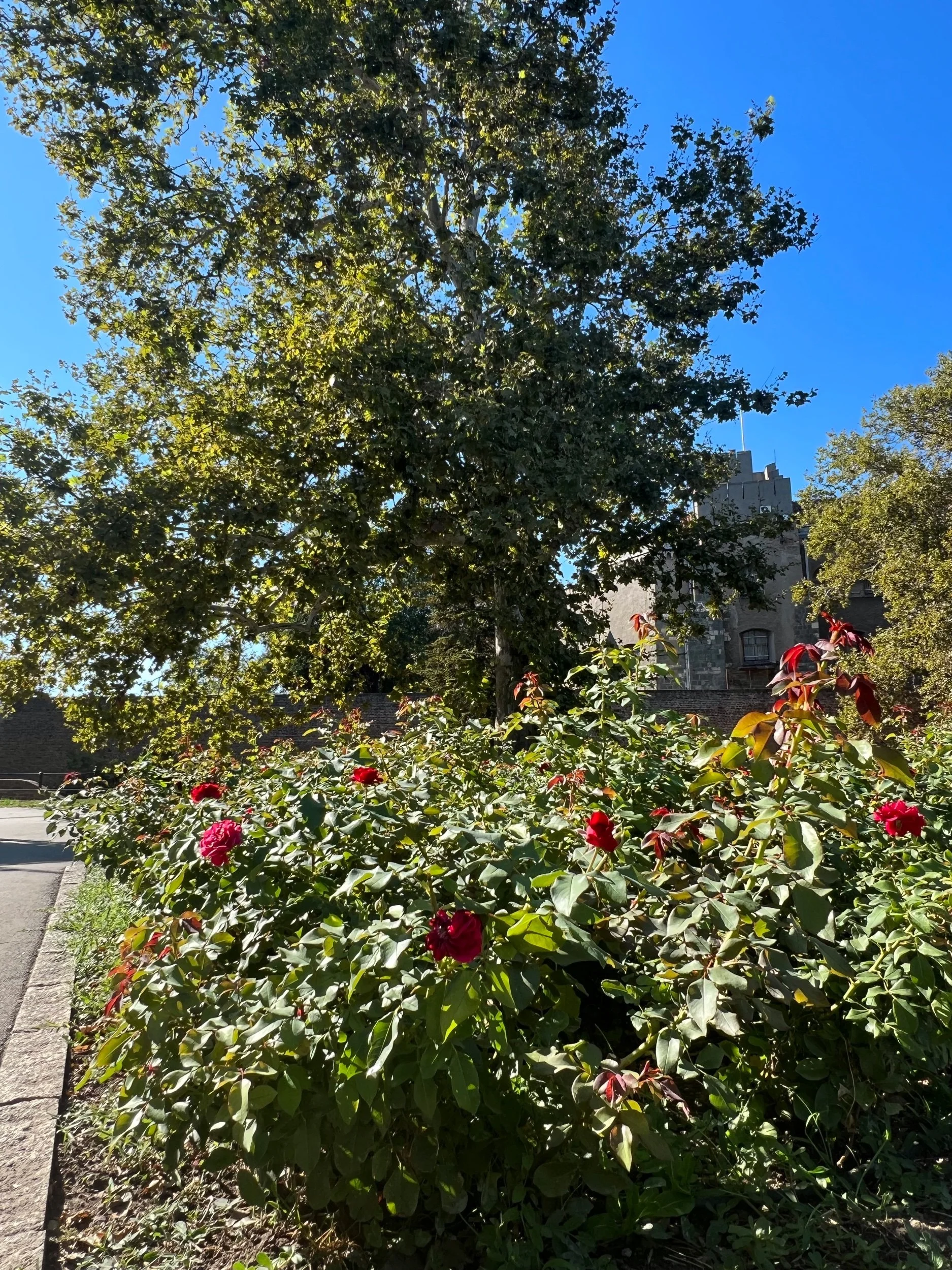 What to do in Belgrade